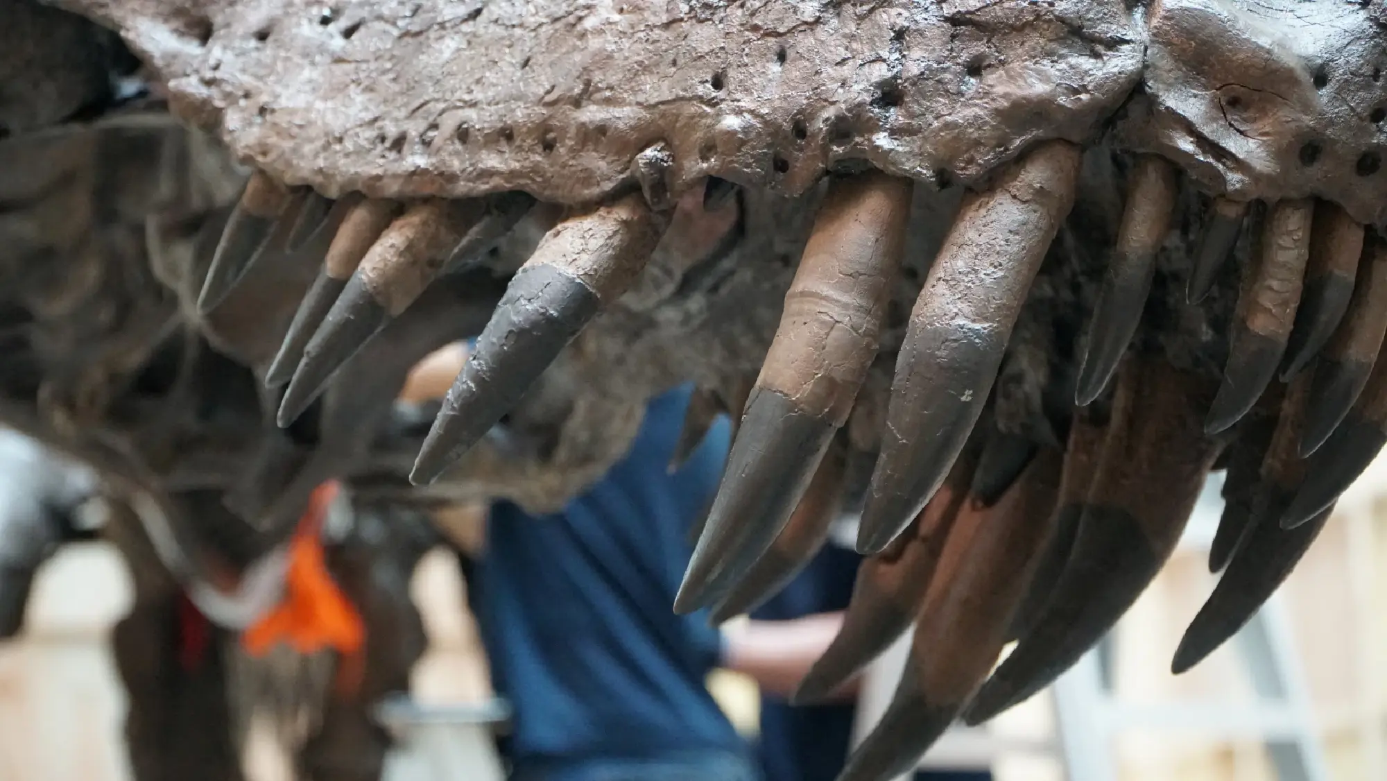 Teeth of the 1.4 tonne T-Rex skeleton named Shen are pictured ahead of its exhibition in Singapore and its auction by Christie's Hong Kong, in Singapore, October 26, 2022. REUTERS