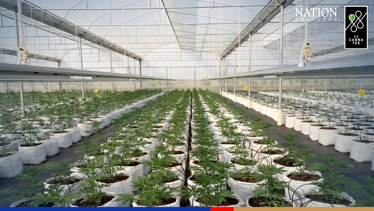 Pioneering Thai medical cannabis, hemp company nurtures global ambitions