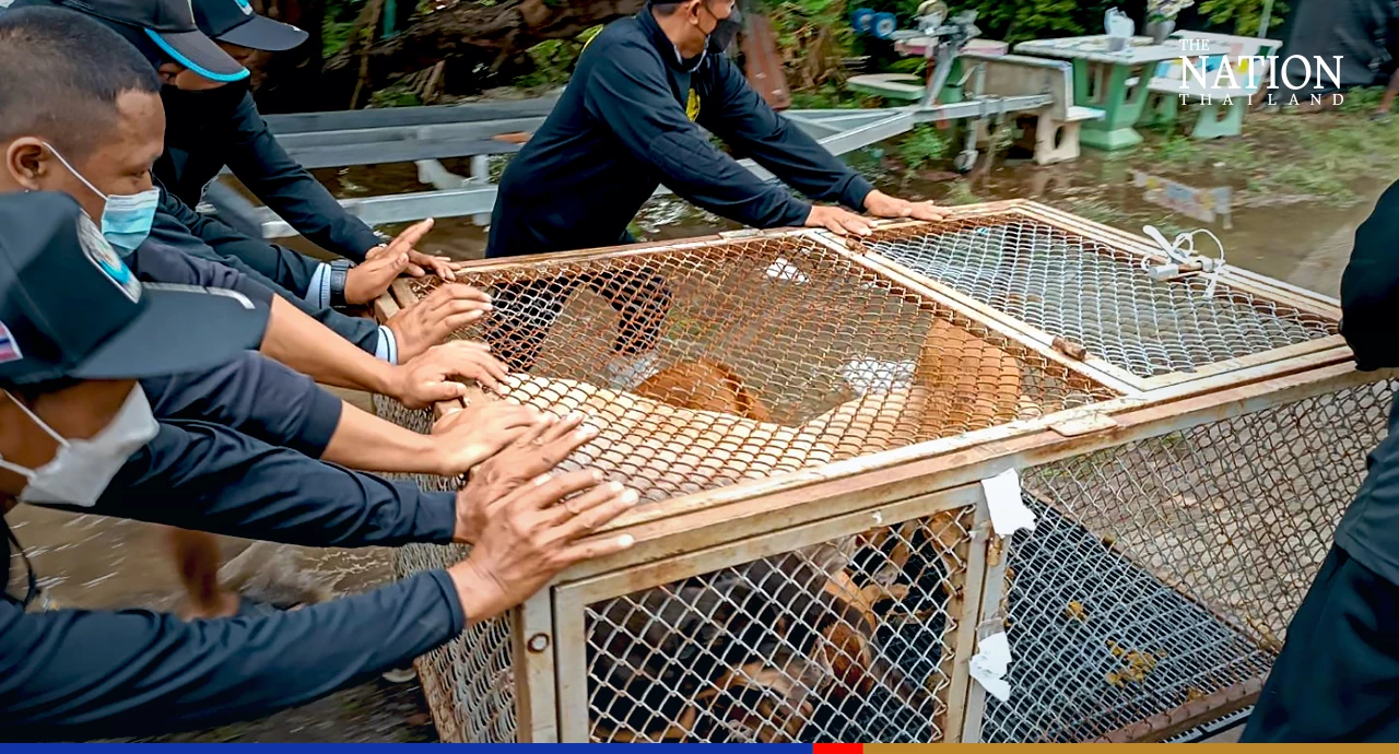 Rescuers pluck 148 furry flood victims to safety in central Thailand