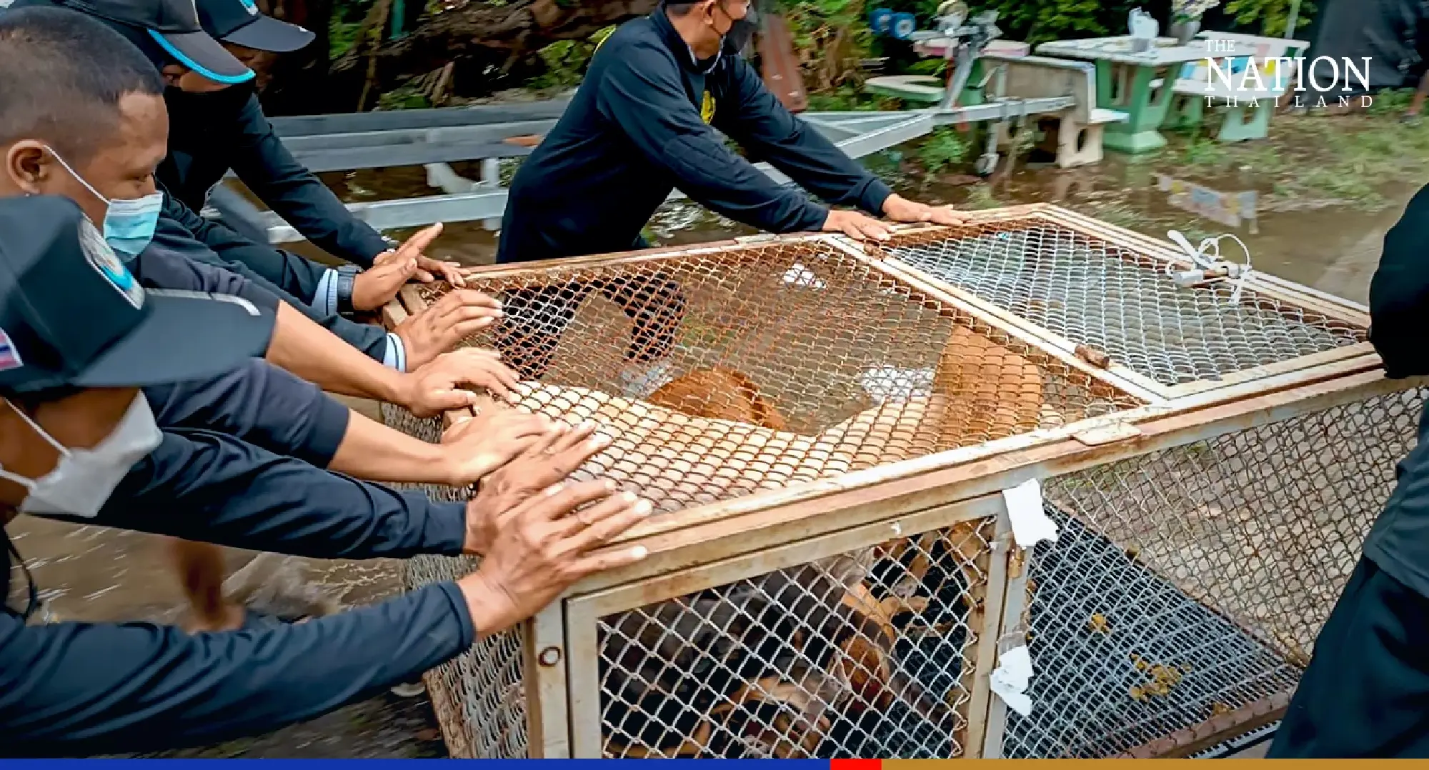 Rescuers pluck 148 furry flood victims to safety in central Thailand