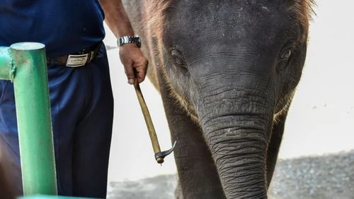 A project driven to change elephant tourism in Thailand with the use of NFT