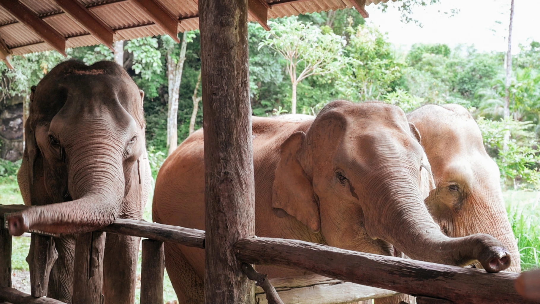 A project driven to change elephant tourism in Thailand with the use of NFT