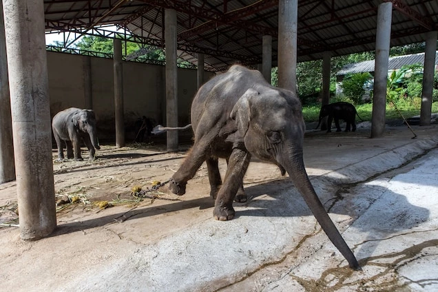 A project driven to change elephant tourism in Thailand with the use of NFT