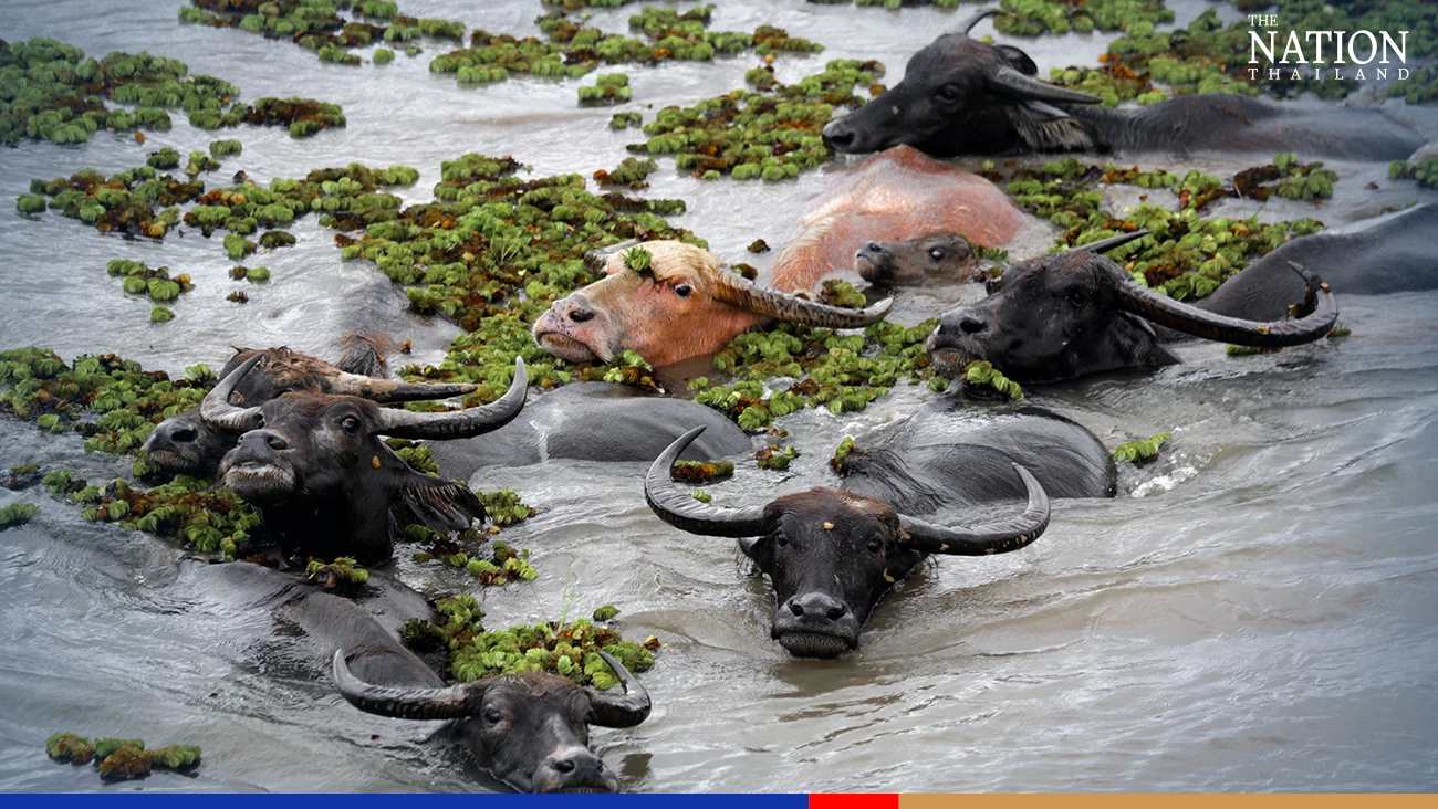 Phatthalung's Thale Noi Wetland buffaloes get FAO recognition