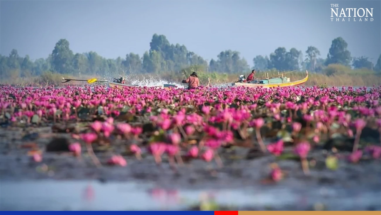 Tourists flock to Bueng Boraphet to catch a sea of beautiful lotuses