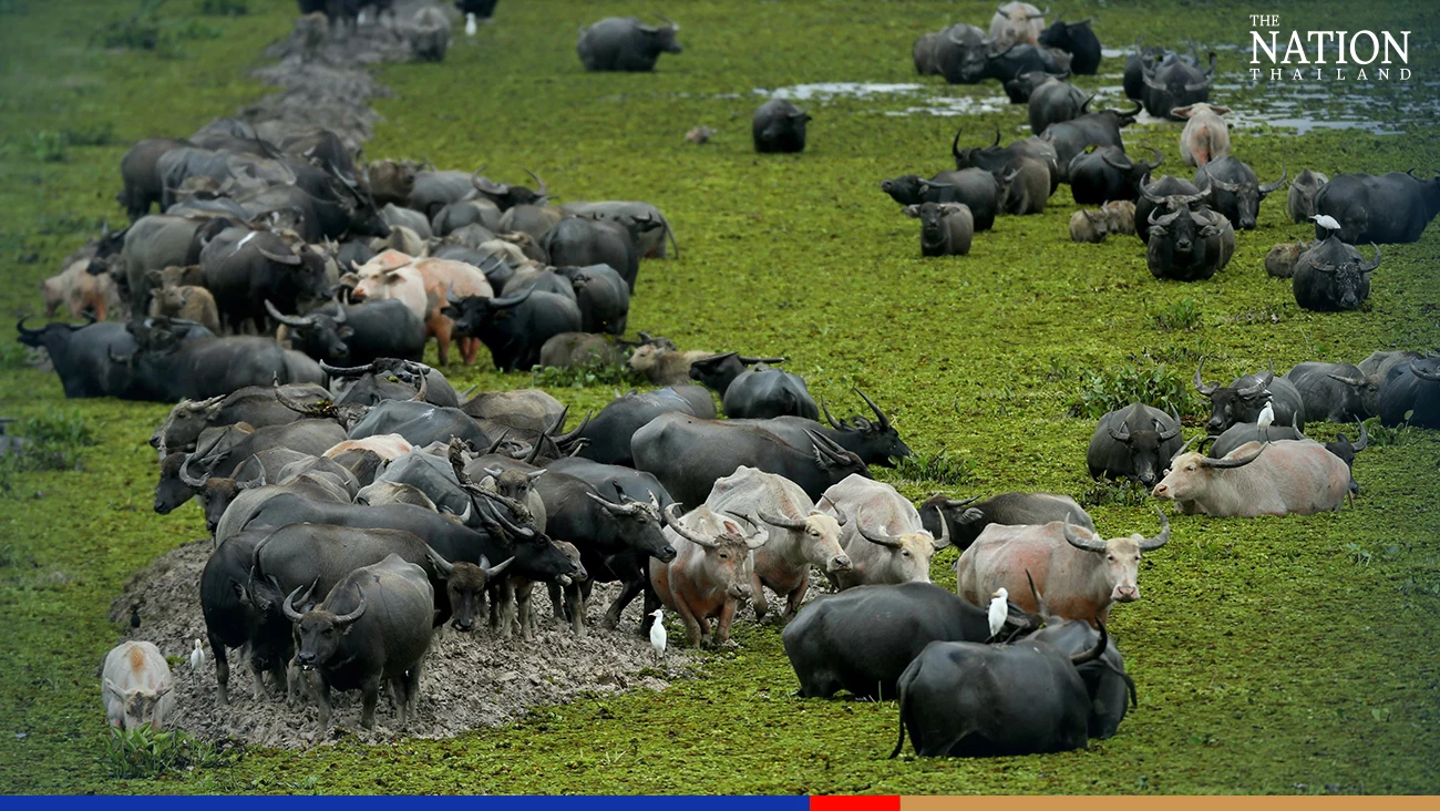 Phatthalung's Thale Noi Wetland buffaloes get FAO recognition