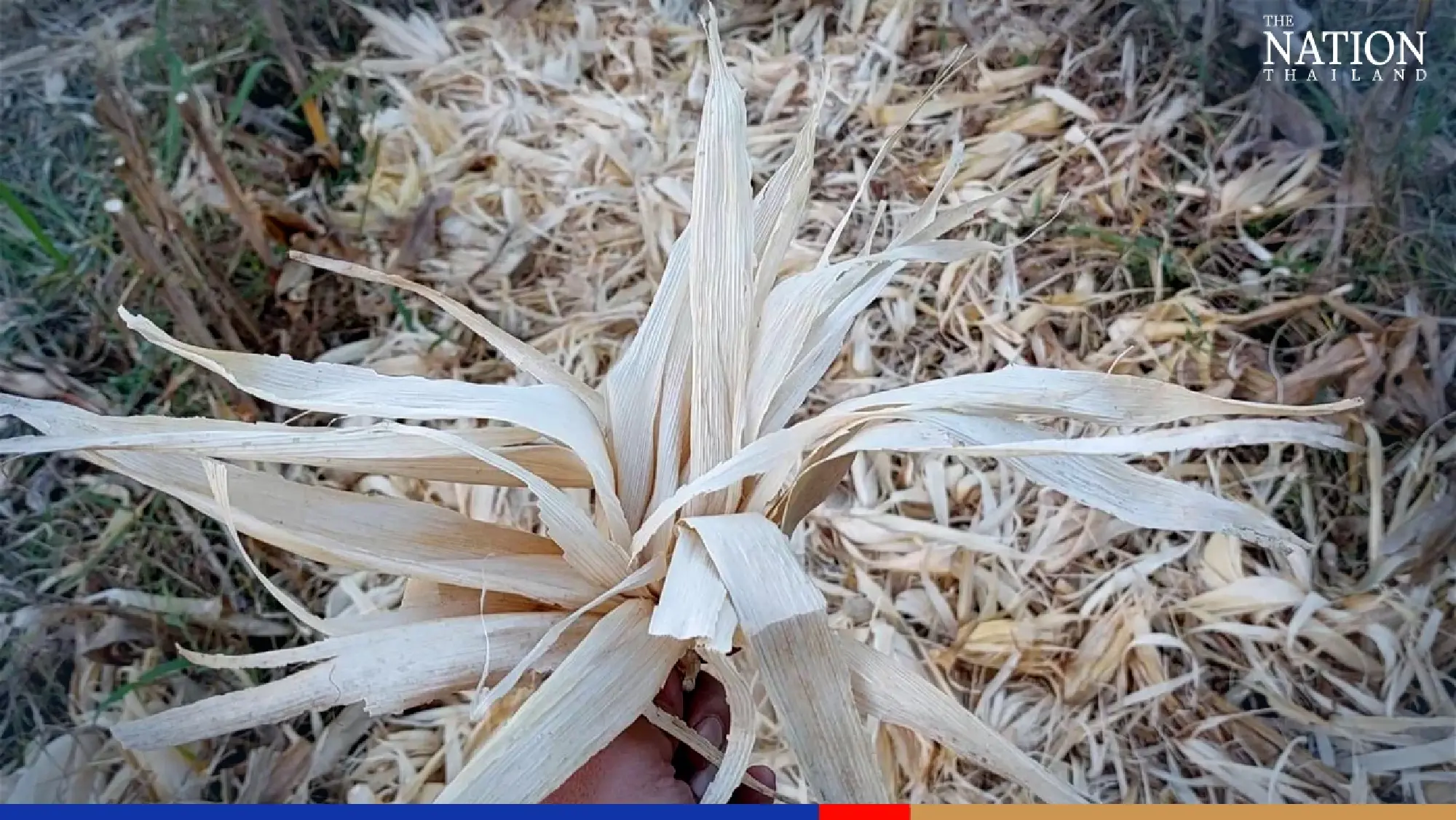 Waste not, want not: From corn husks to floating beauties in Korat