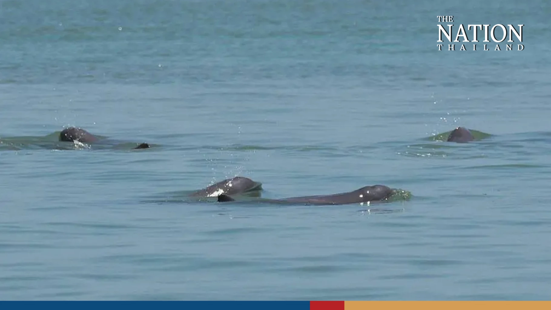Irrawaddy Dolphins in Songkhla Lake