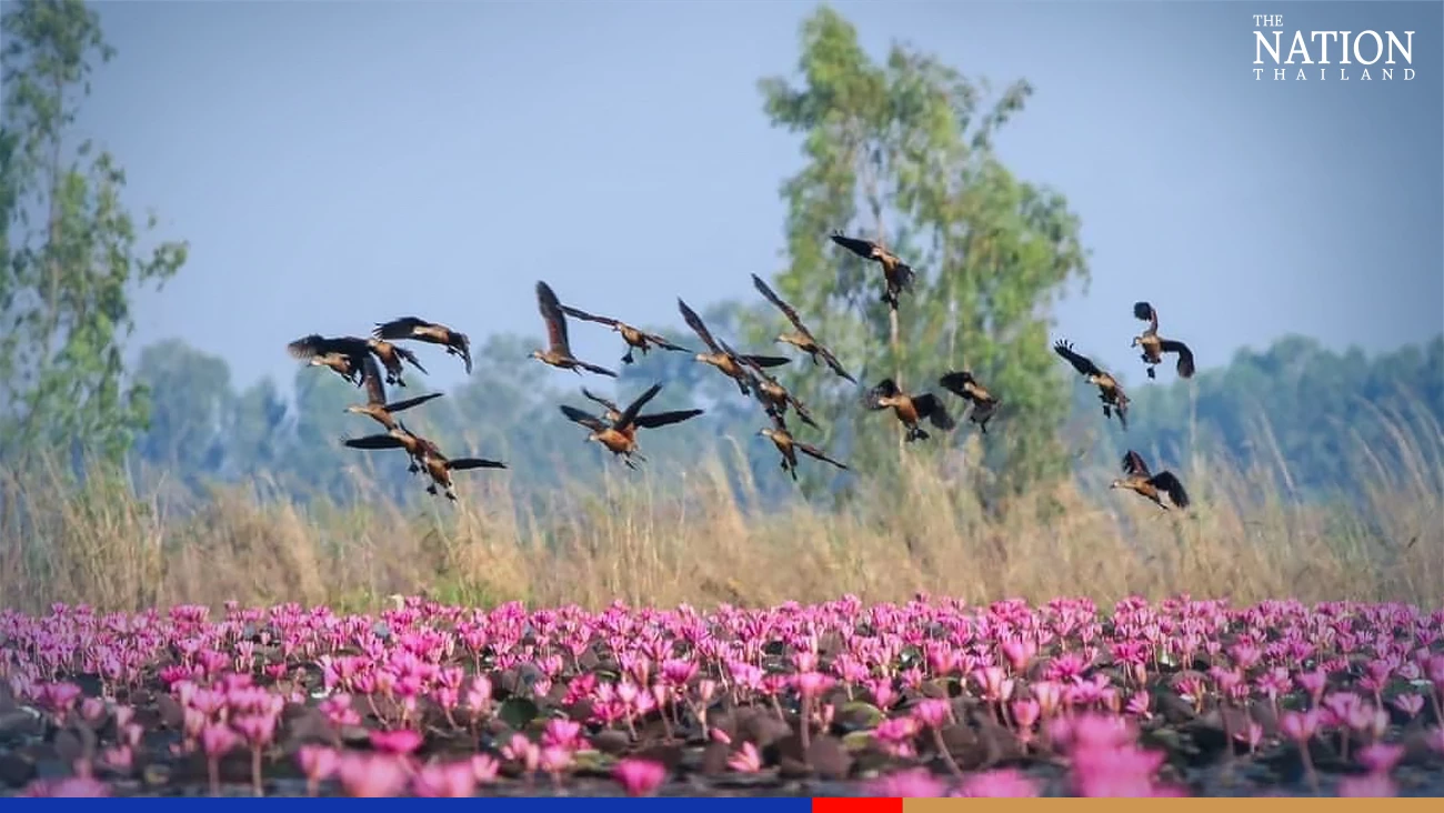 Tourists flock to Bueng Boraphet to catch a sea of beautiful lotuses