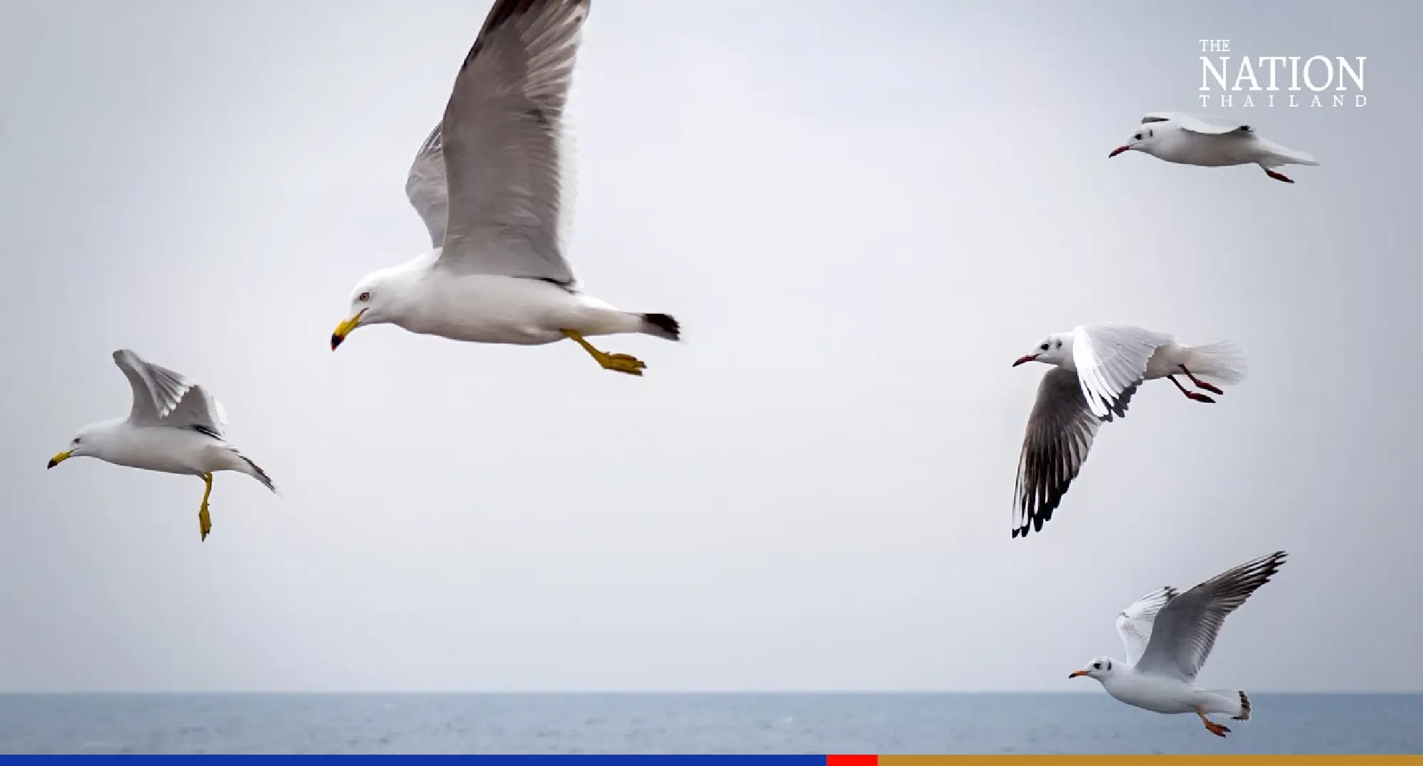 Seagulls descend on Don Hoi Lot for first time, prove a tourist magnet