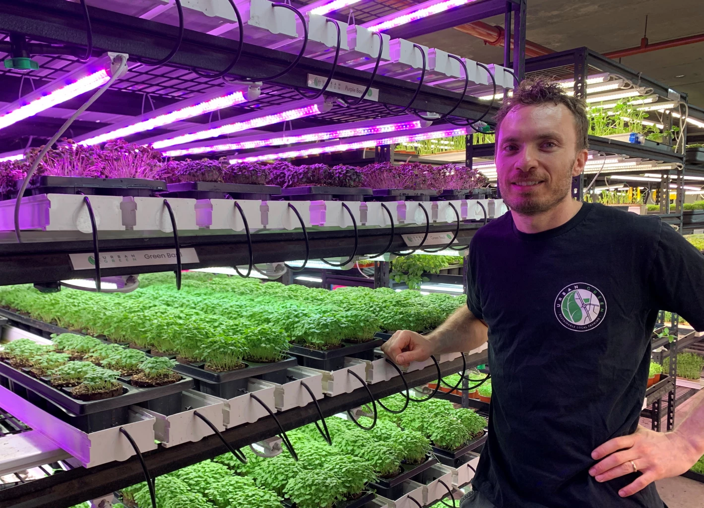 Sydney's underground car-park farm paves way to sustainable agriculture