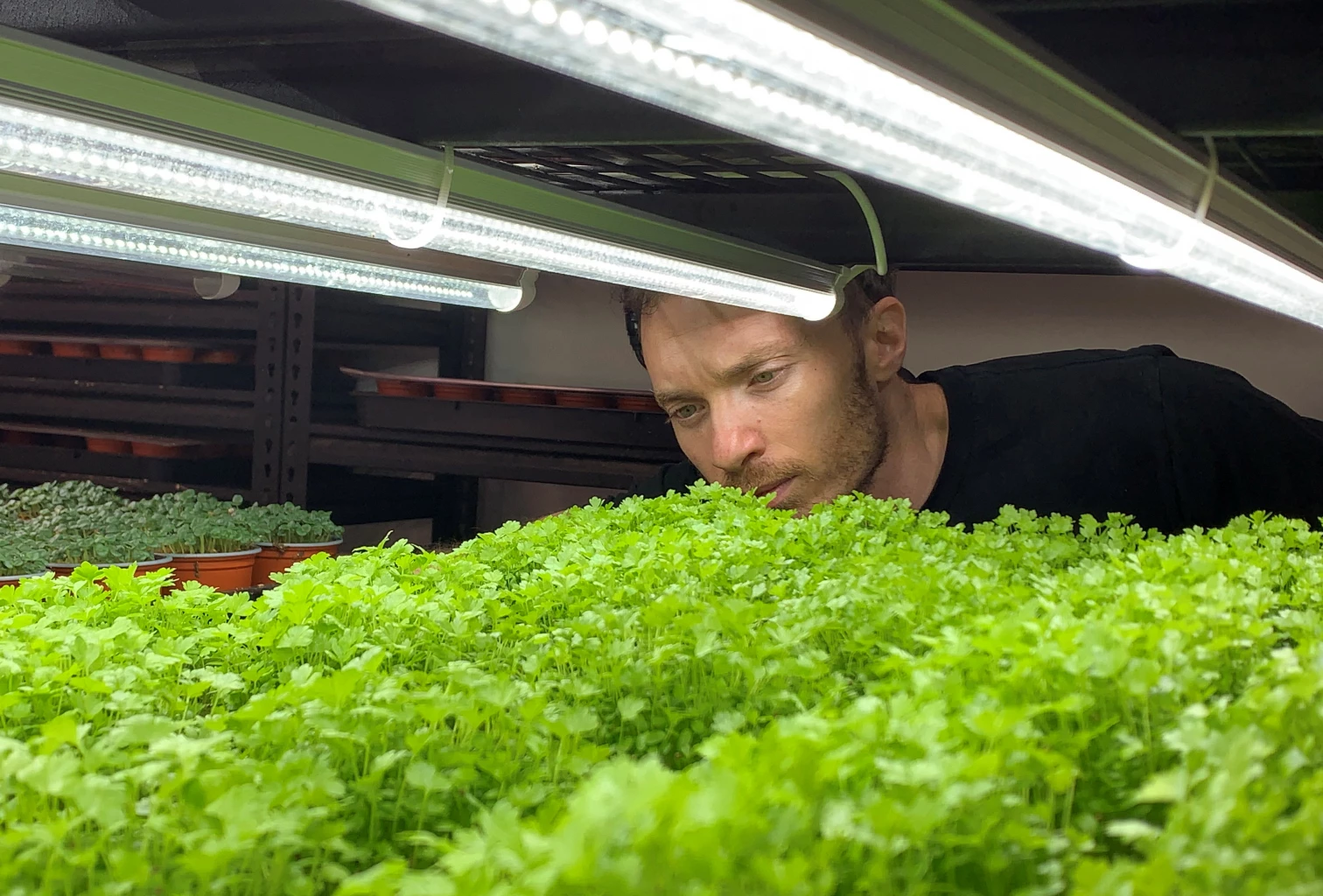 Sydney's underground car-park farm paves way to sustainable agriculture