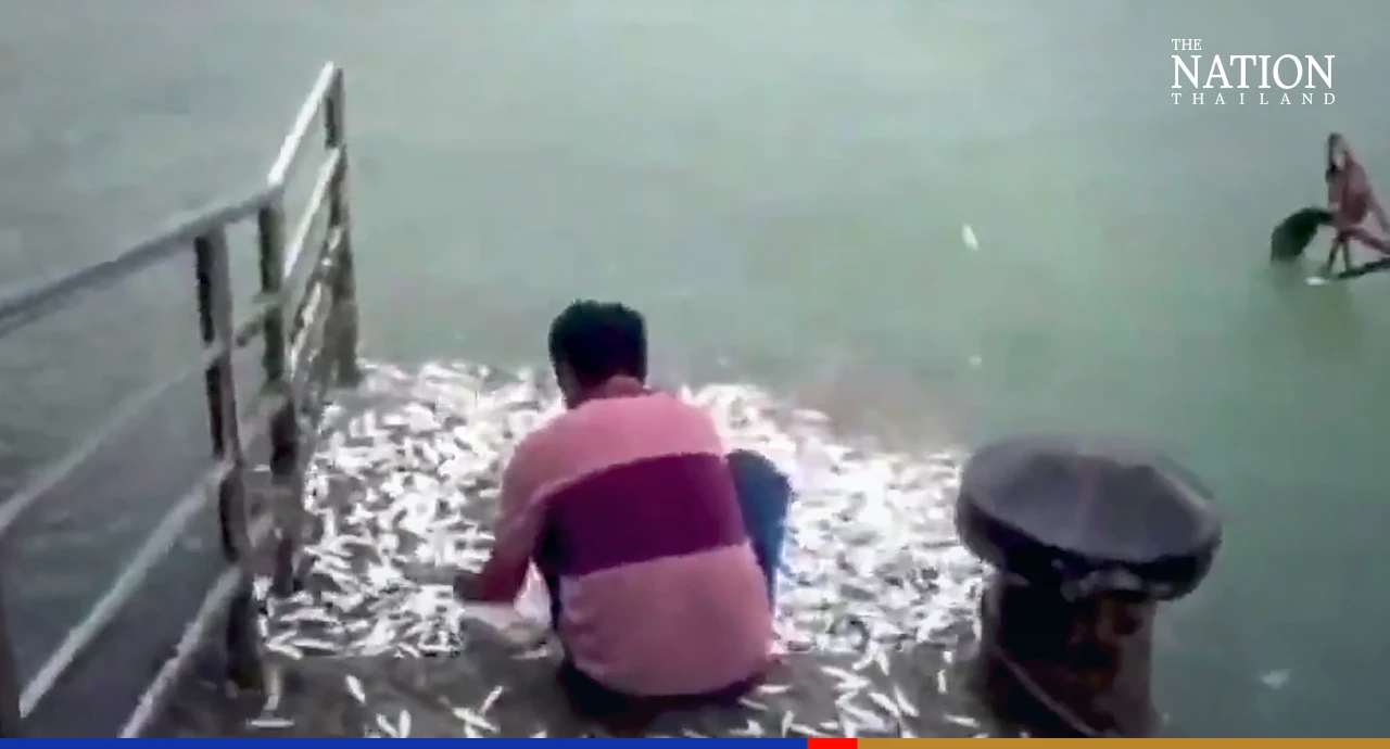 Tourists dazzled by sight of thousands of jumping fish on a Krabi island