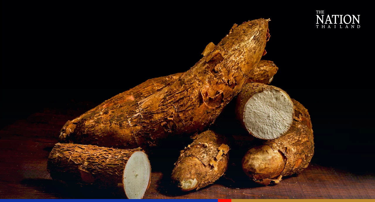 Surging animal feed prices a blessing in disguise for Thai cassava growers