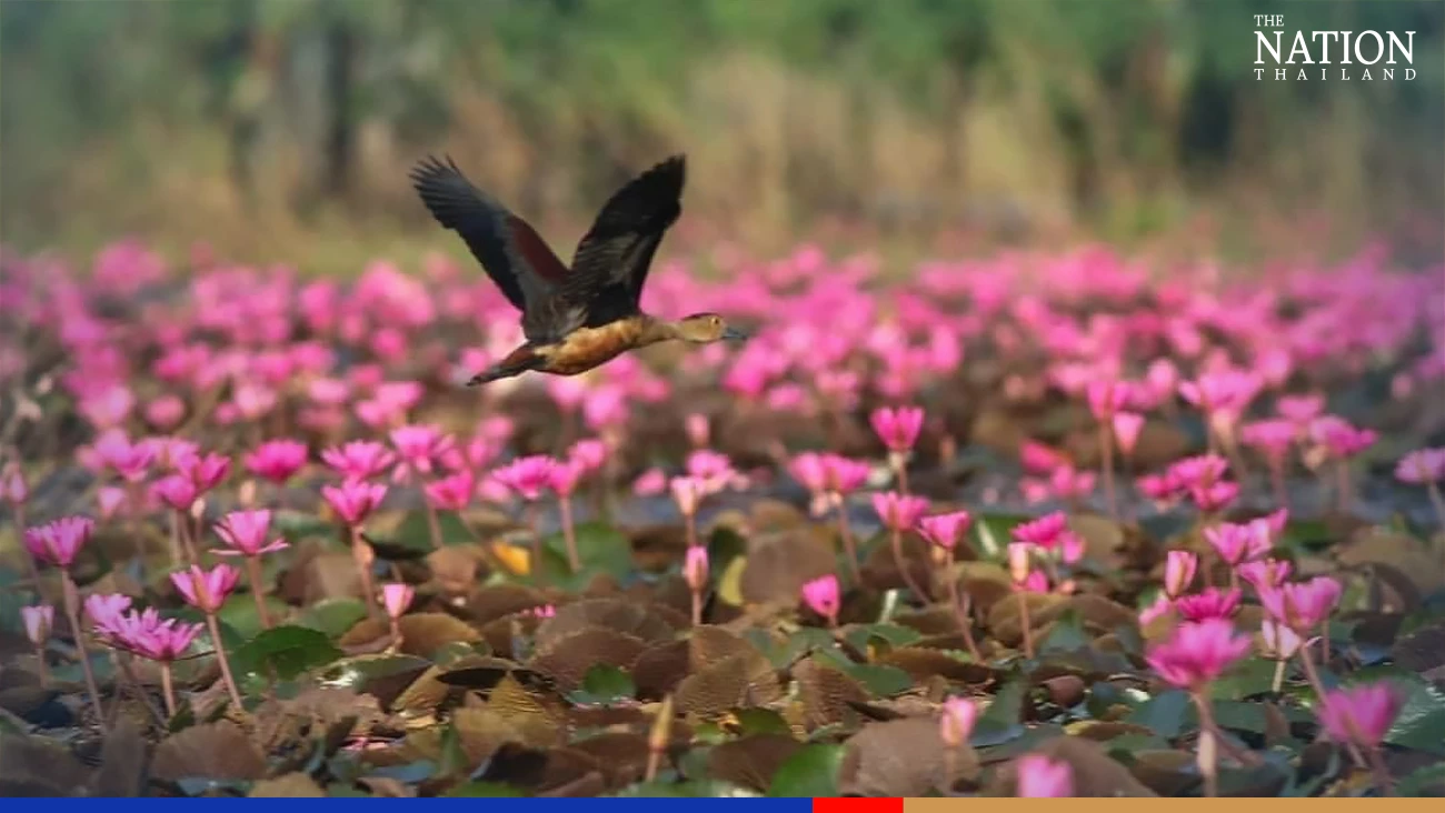 Tourists flock to Bueng Boraphet to catch a sea of beautiful lotuses