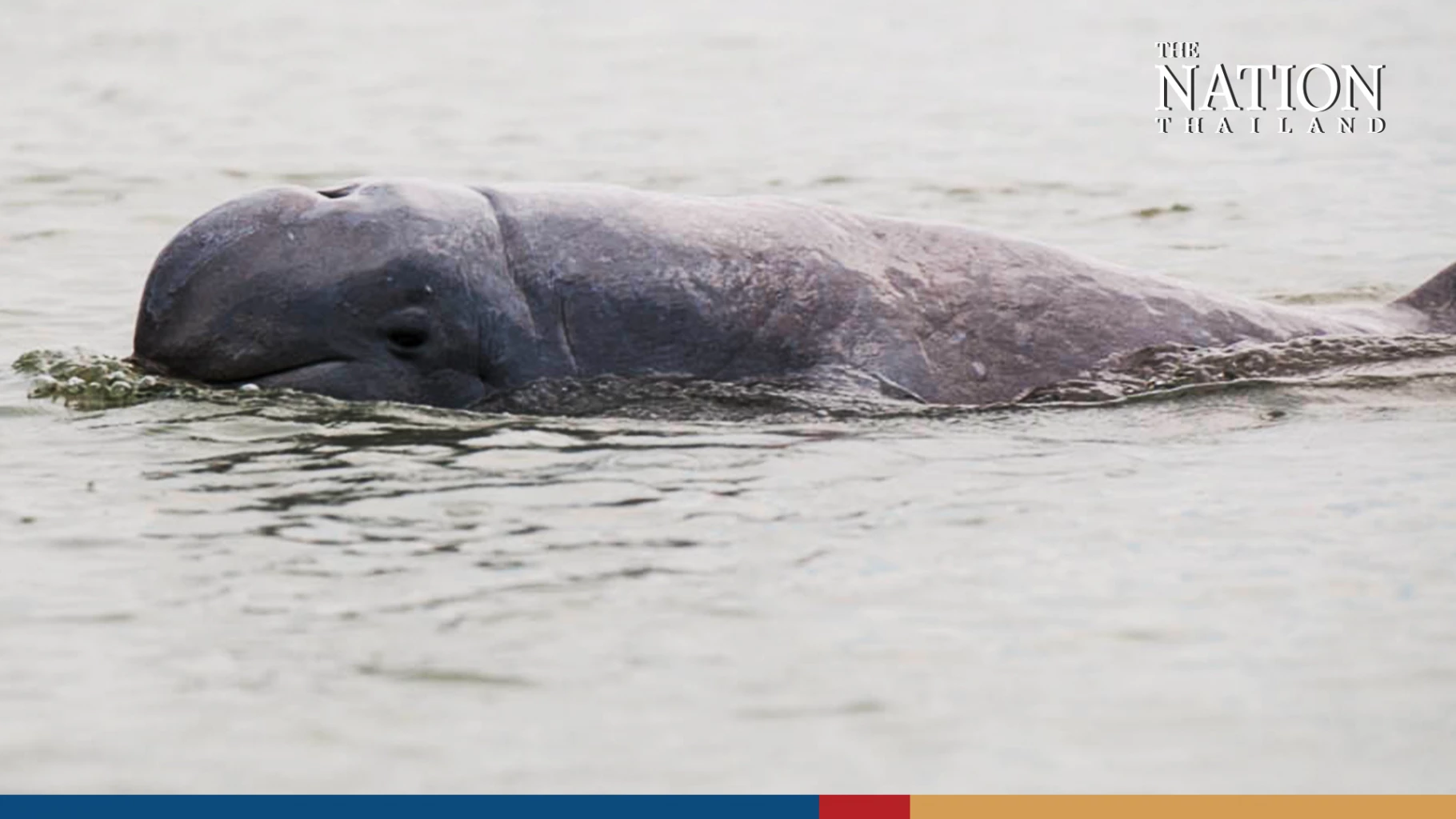 Irrawaddy Dolphins in Songkhla Lake