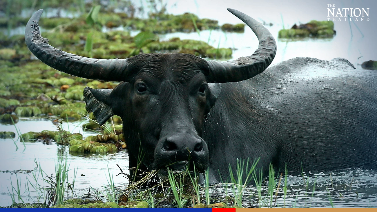 Phatthalung's Thale Noi Wetland buffaloes get FAO recognition