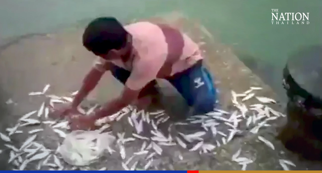 Tourists dazzled by sight of thousands of jumping fish on a Krabi island