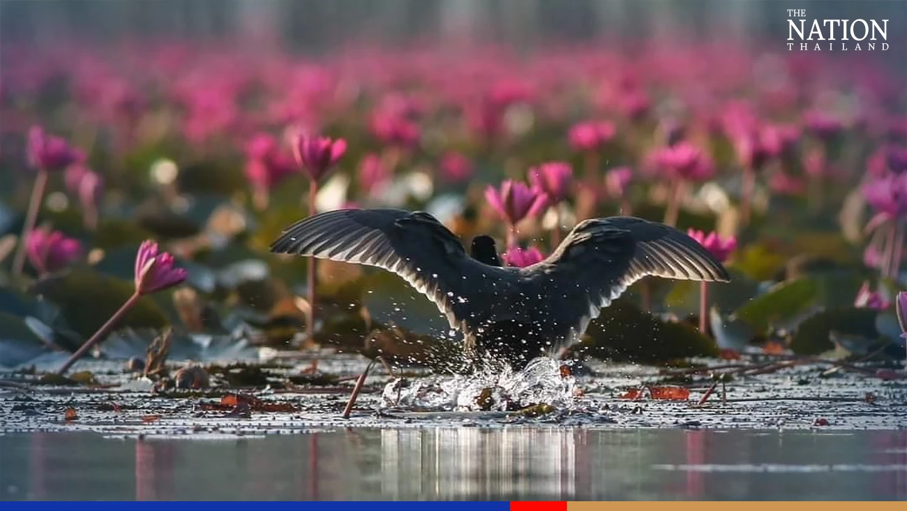 Tourists flock to Bueng Boraphet to catch a sea of beautiful lotuses