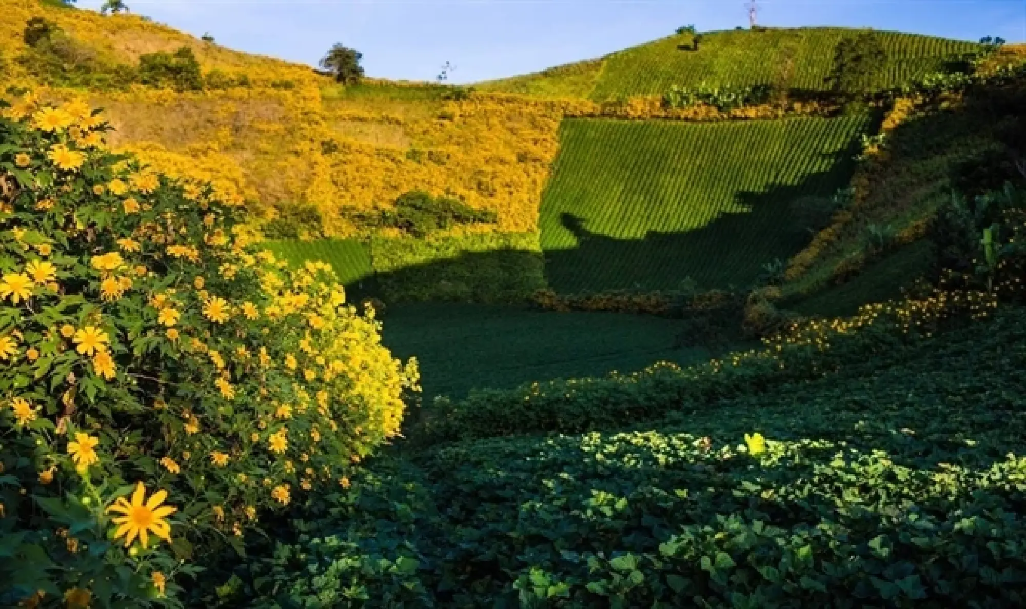 Vietnam launches new attraction – paragliding over sunflower volcano