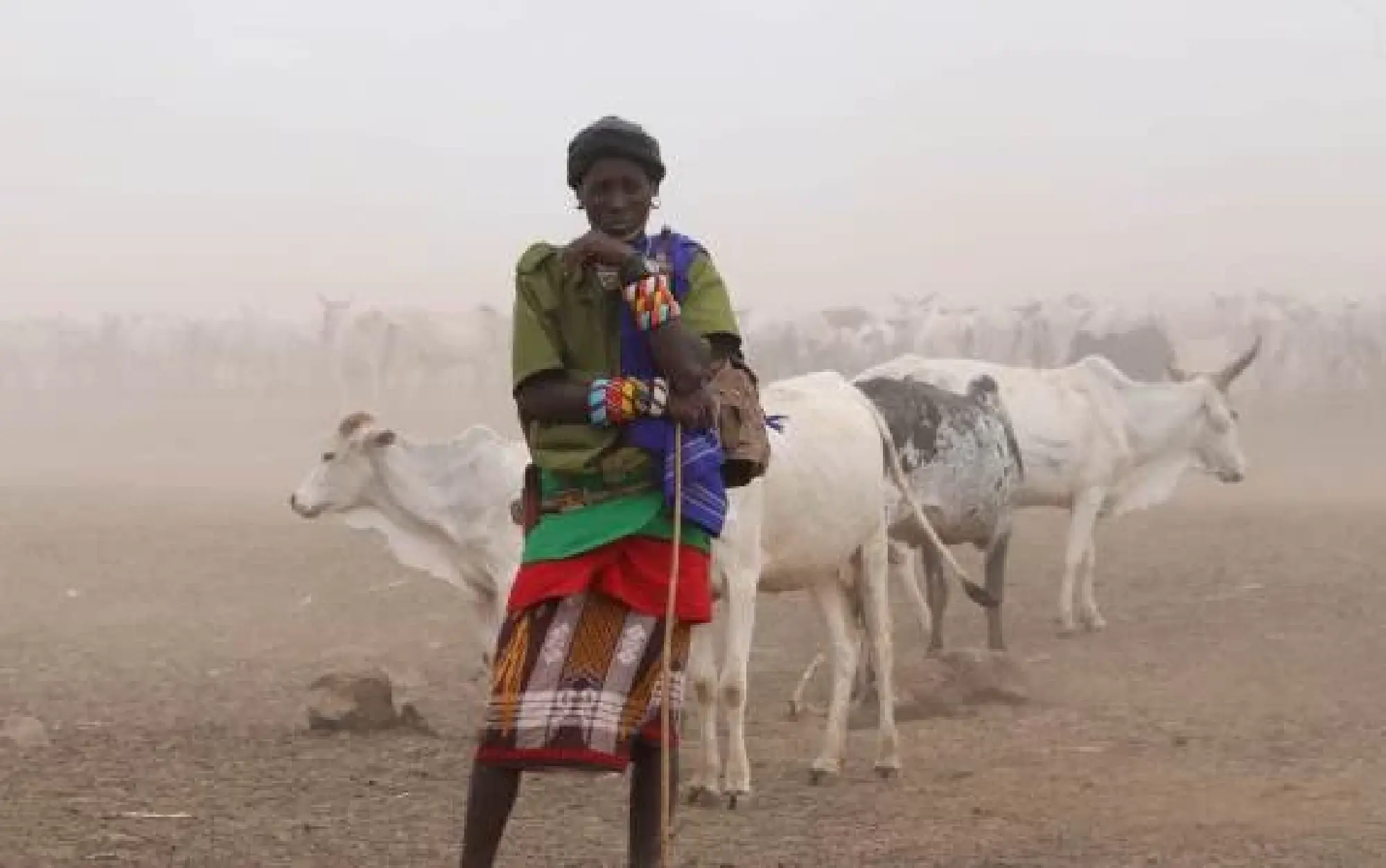 shows a man and a herd of cows standing in the sandstorms in the town of Laisamis, Marsabit County, Kenya, Aug. 27, 2022. 
