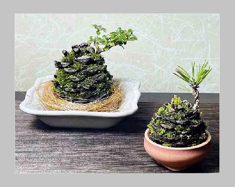 Mini-bonsai: Delicate, with a powerful presence