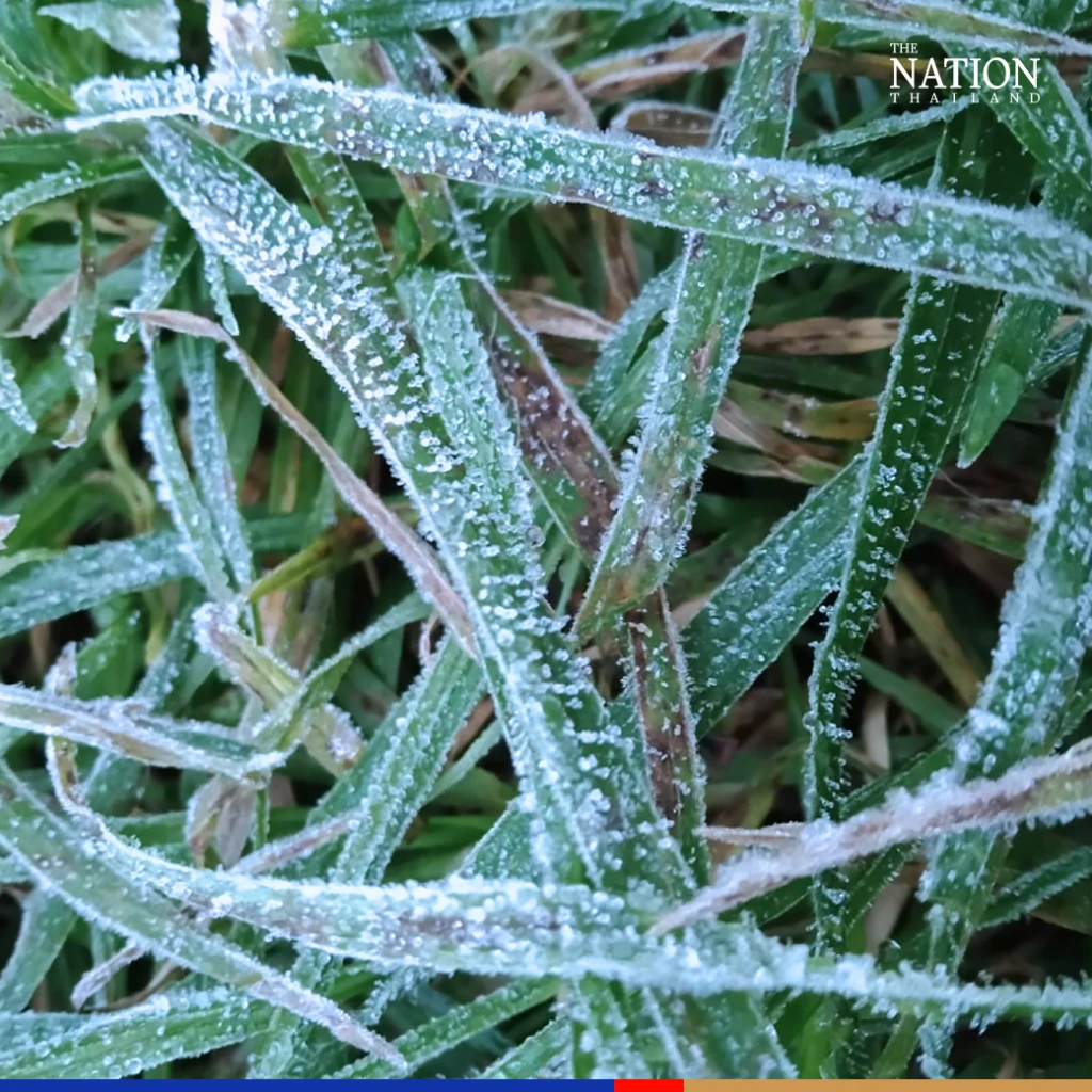 Chiang Mai’s Doi Inthanon dons its winter cape of frost