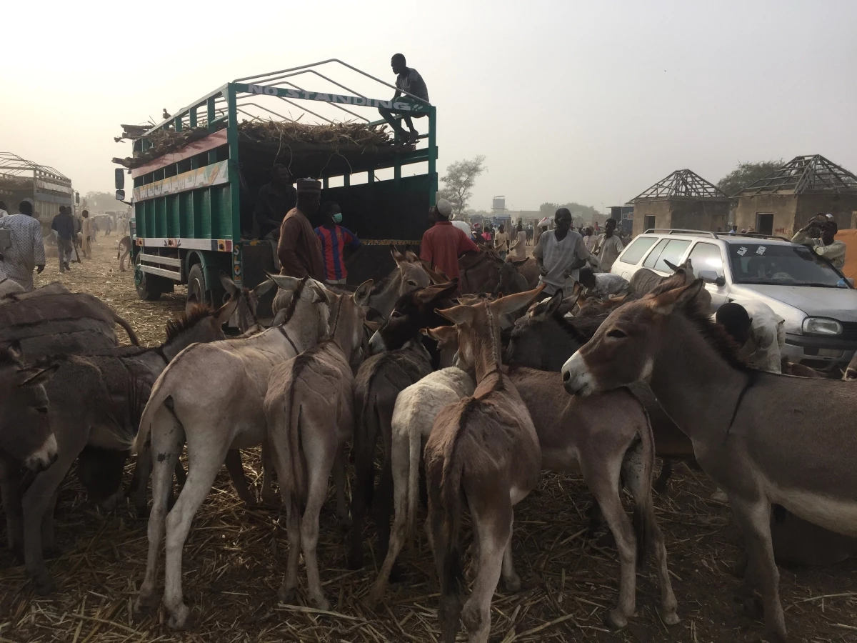 New Report Reveals Biosecurity Risks of Donkey Skin Trade