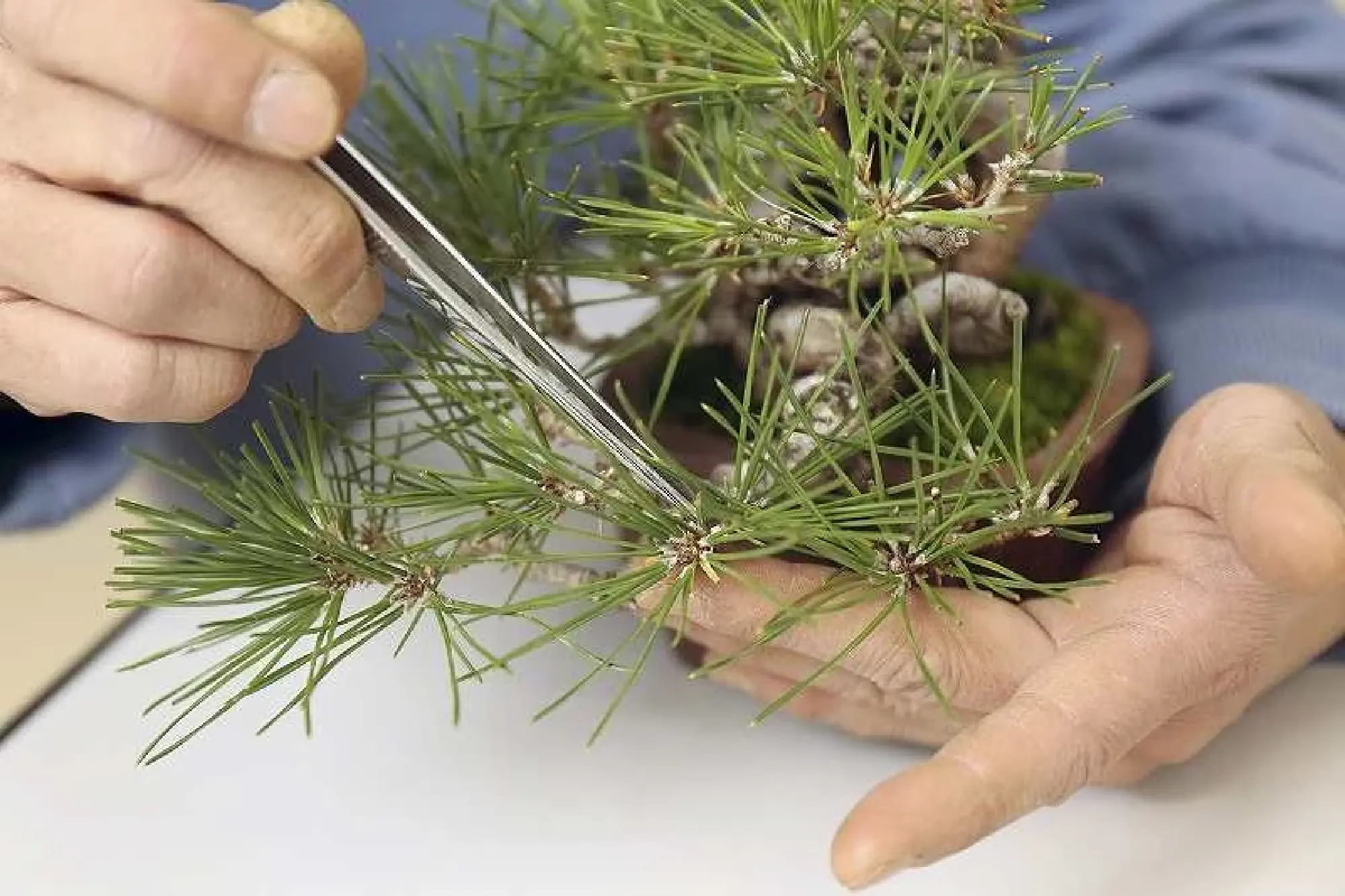 Mini-bonsai: Delicate, with a powerful presence