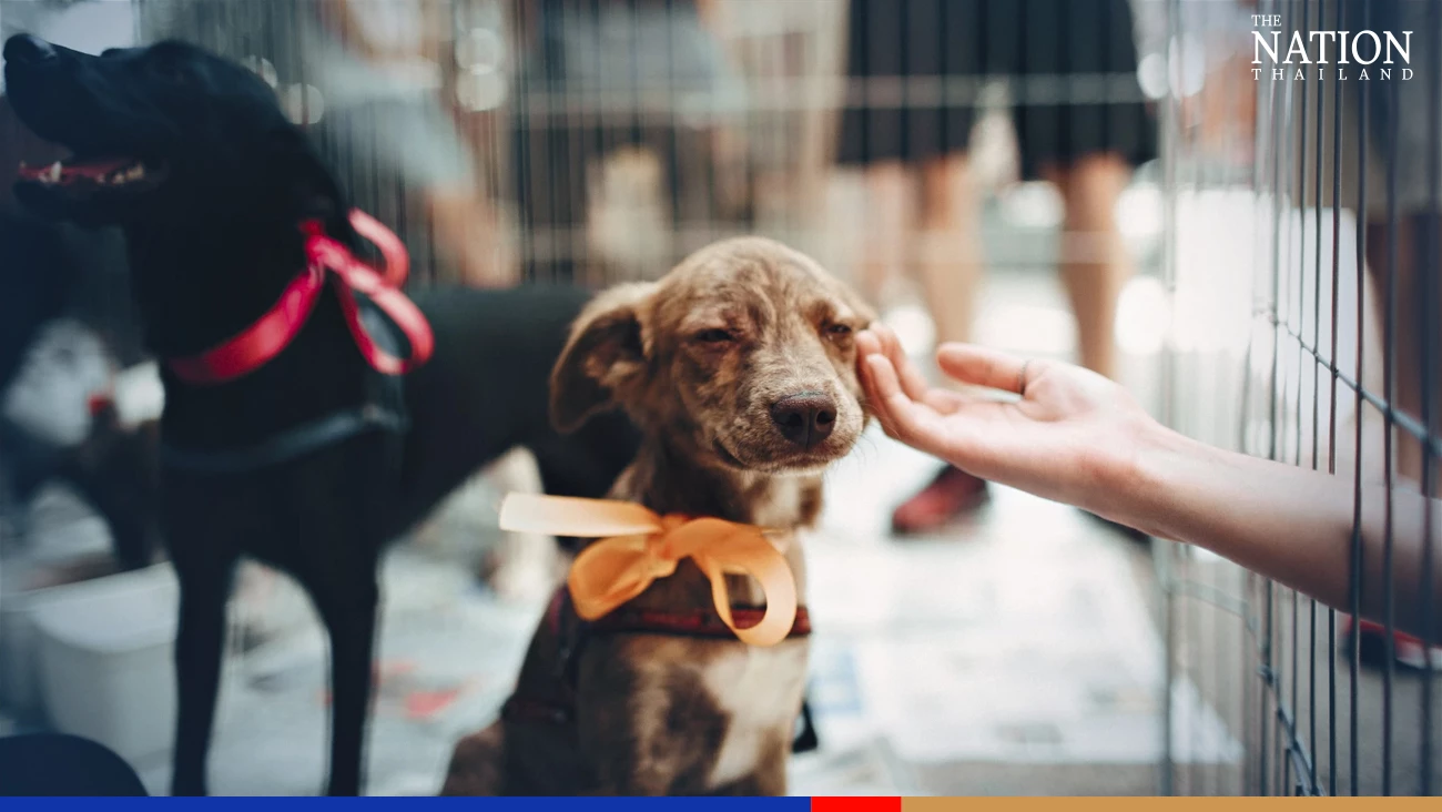 Thai pet food firms urged to sniff out ‘big opportunity’ in China