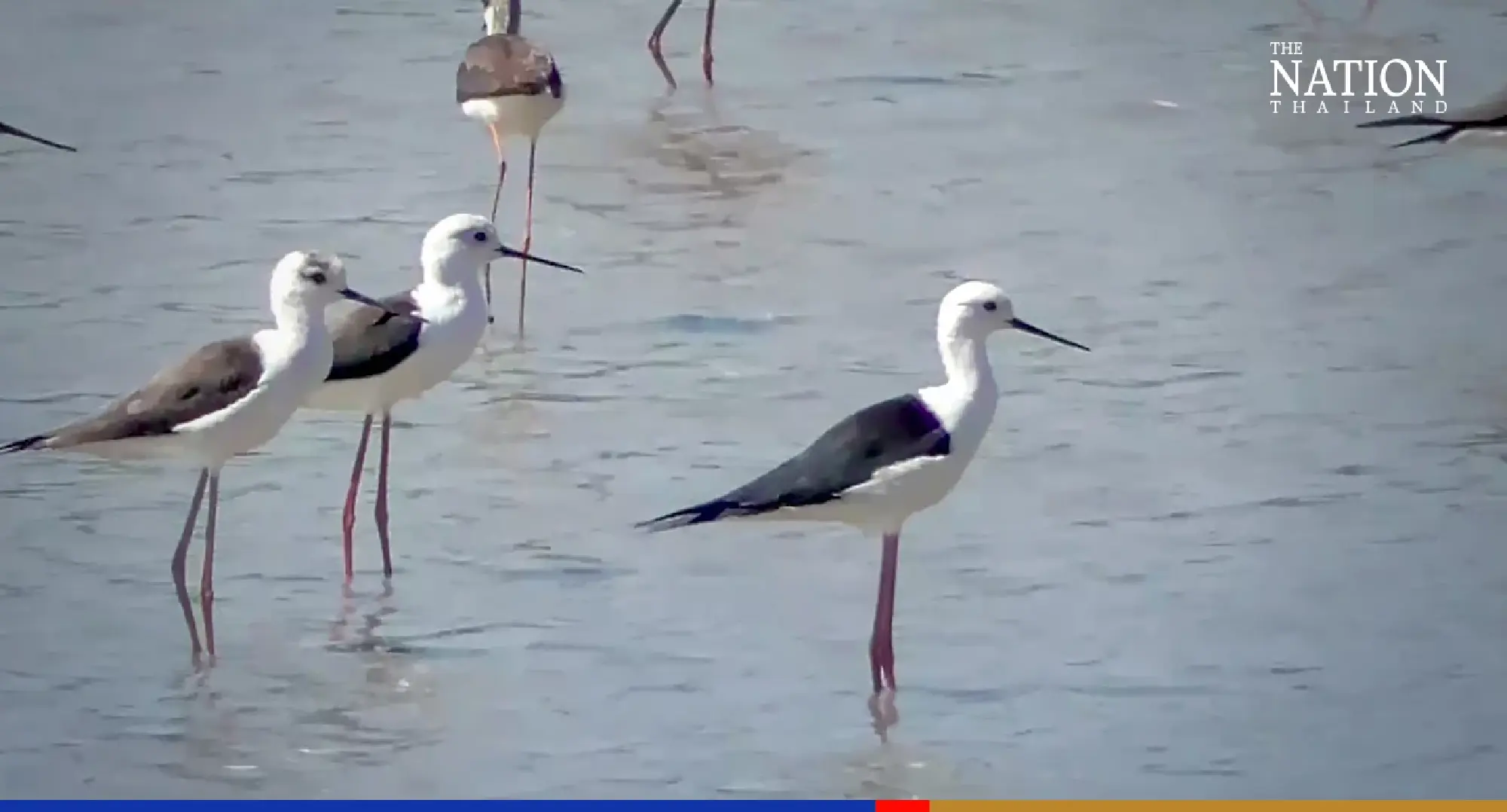 Massive flock of stilts startles village residents in Ang Thong