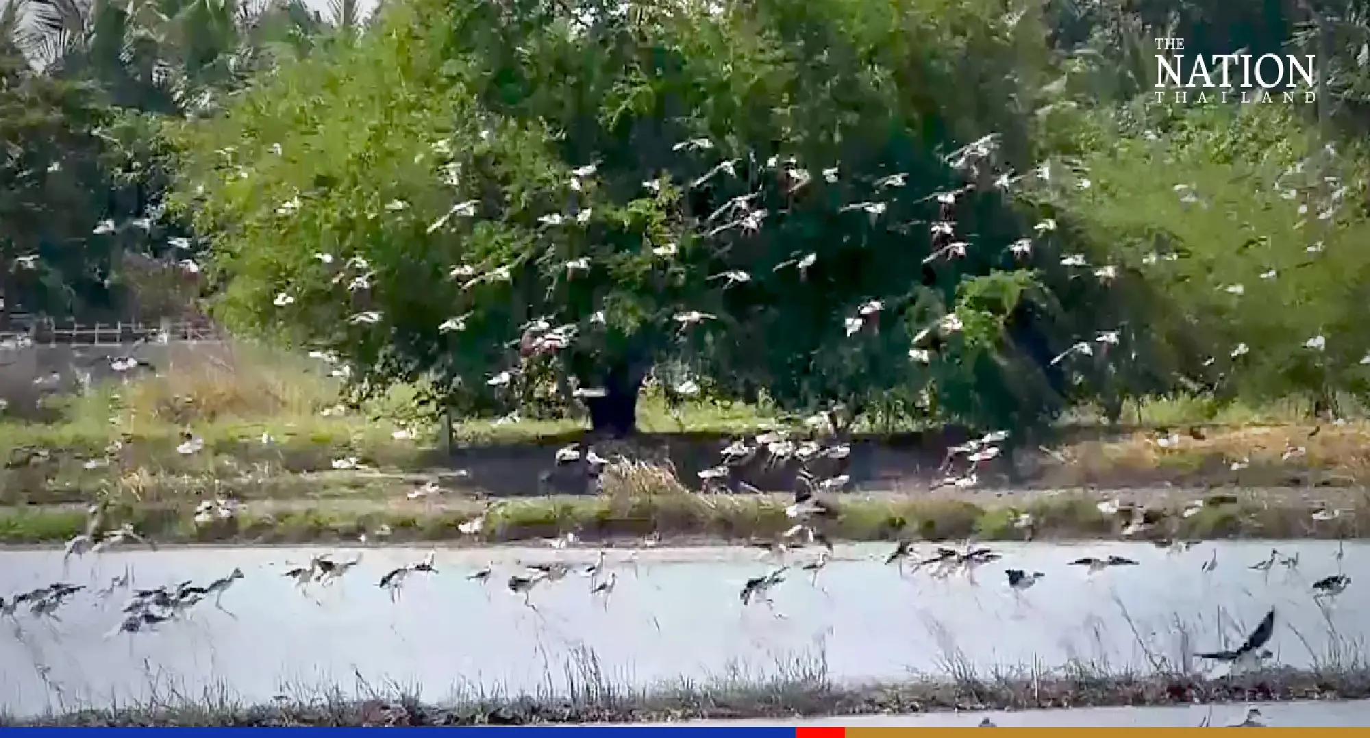 Massive flock of stilts startles village residents in Ang Thong