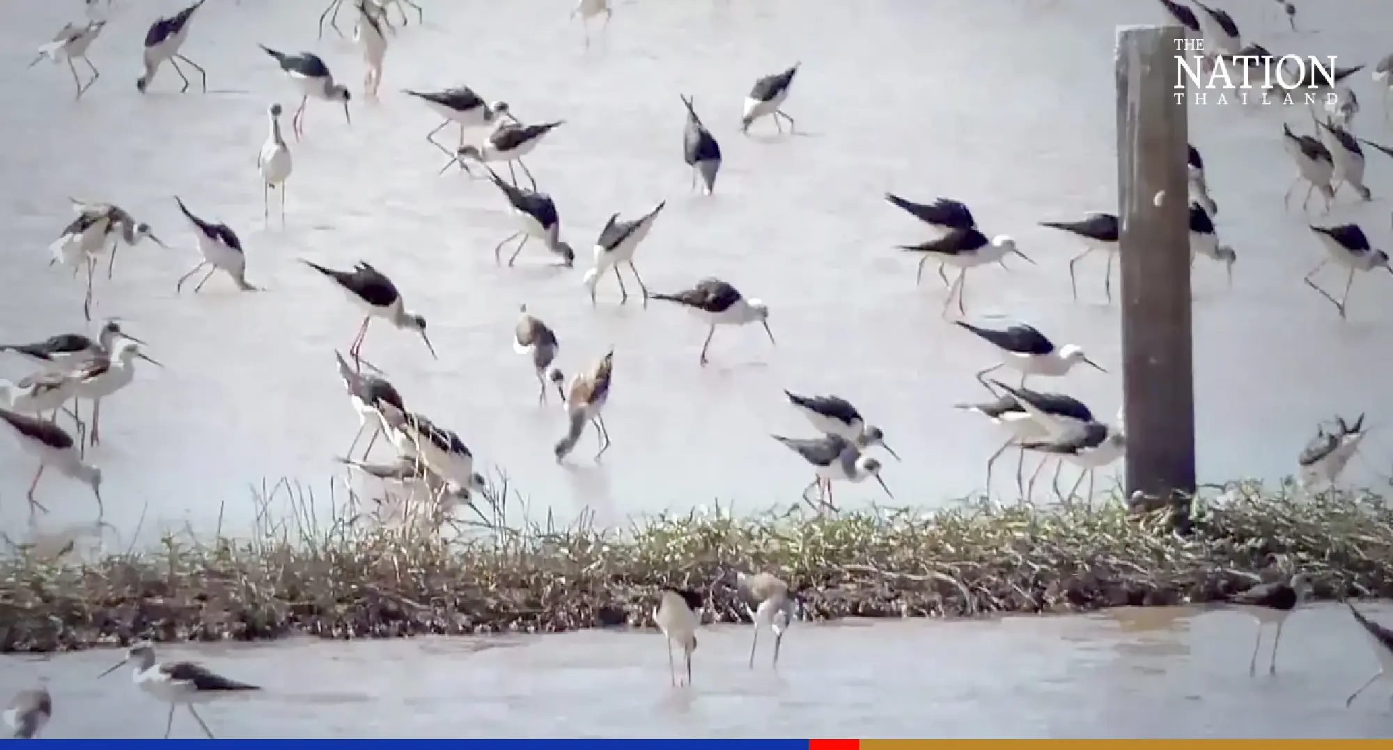 Massive flock of stilts startles village residents in Ang Thong