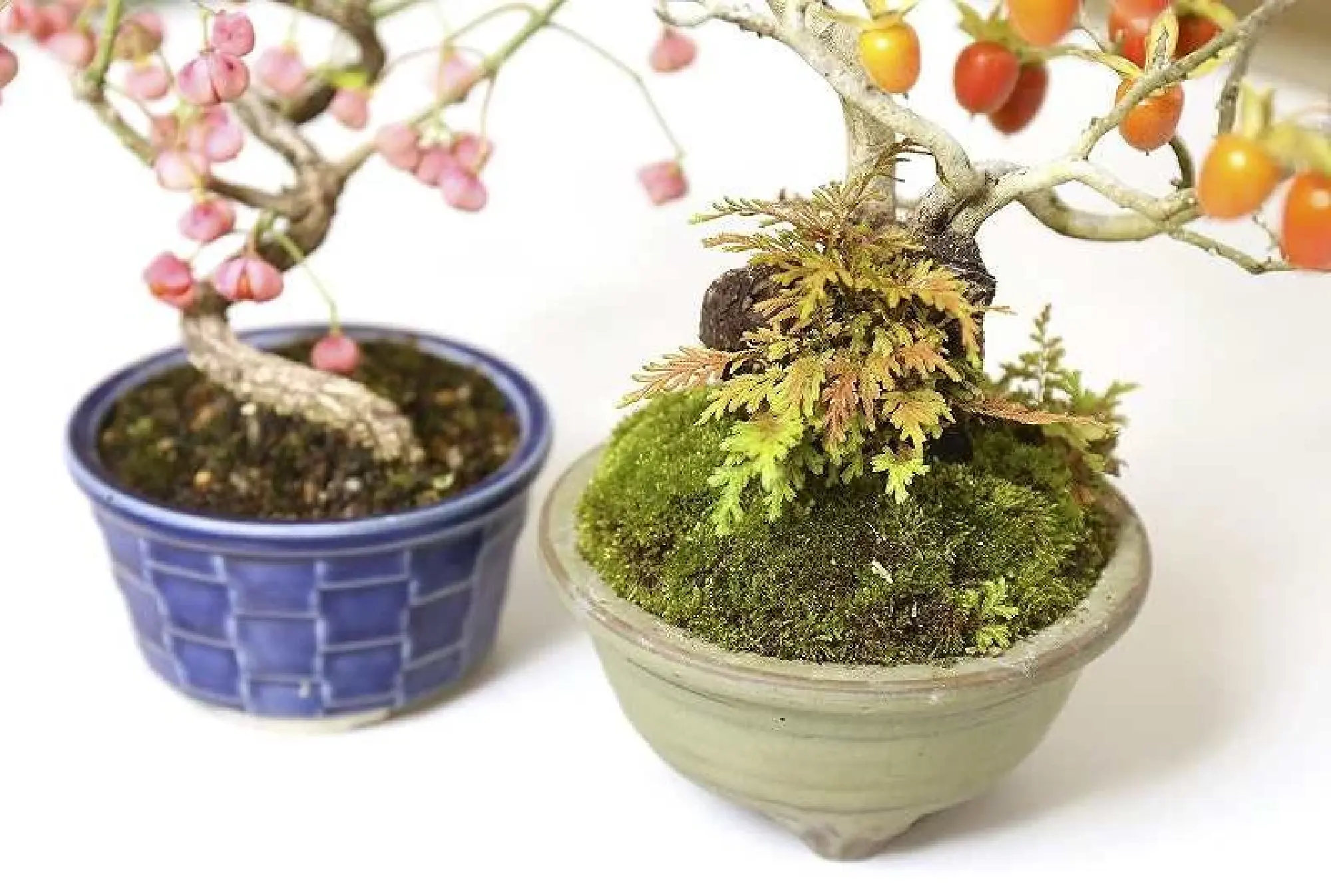 Mini-bonsai: Delicate, with a powerful presence