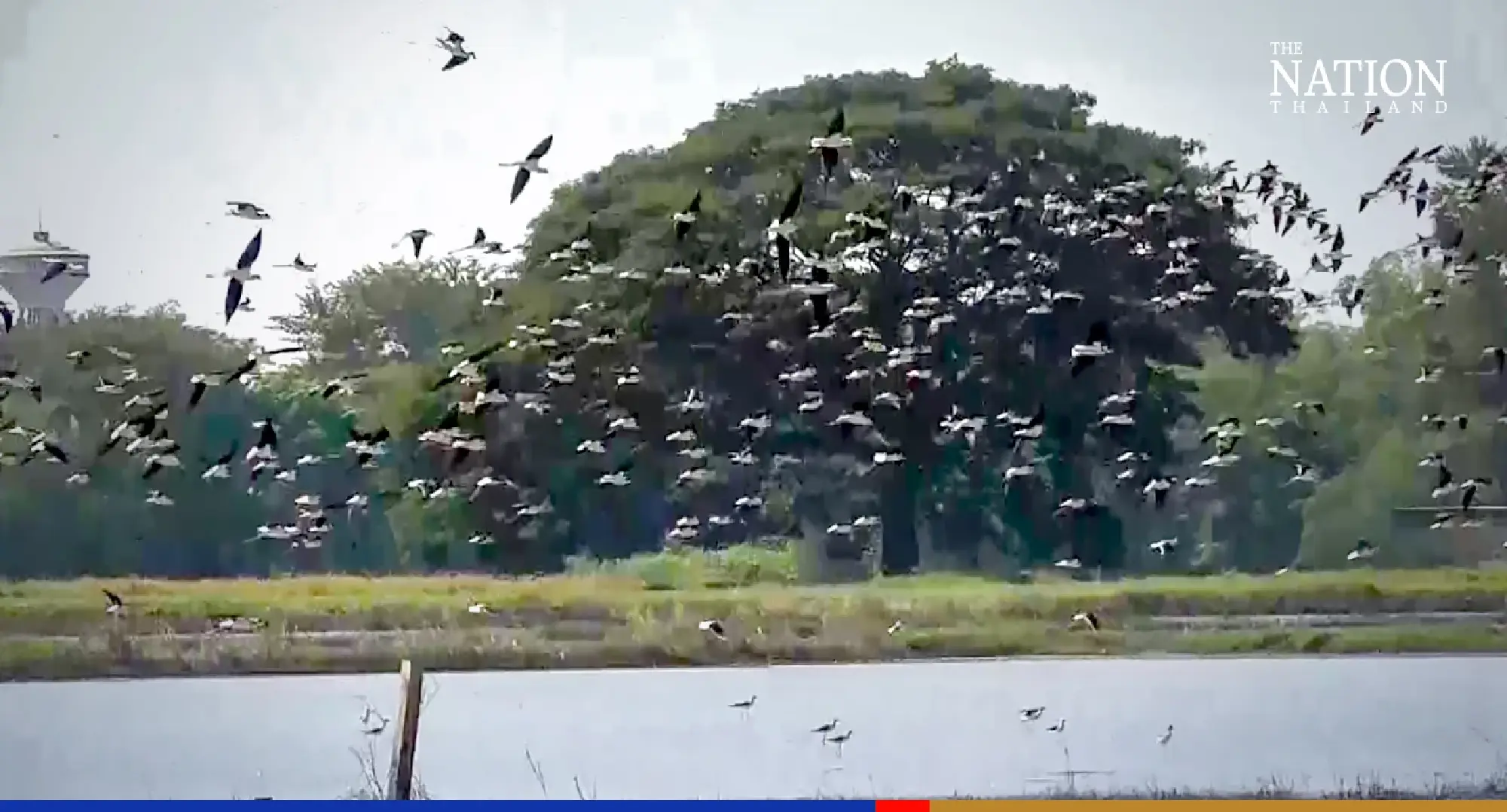 Massive flock of stilts startles village residents in Ang Thong