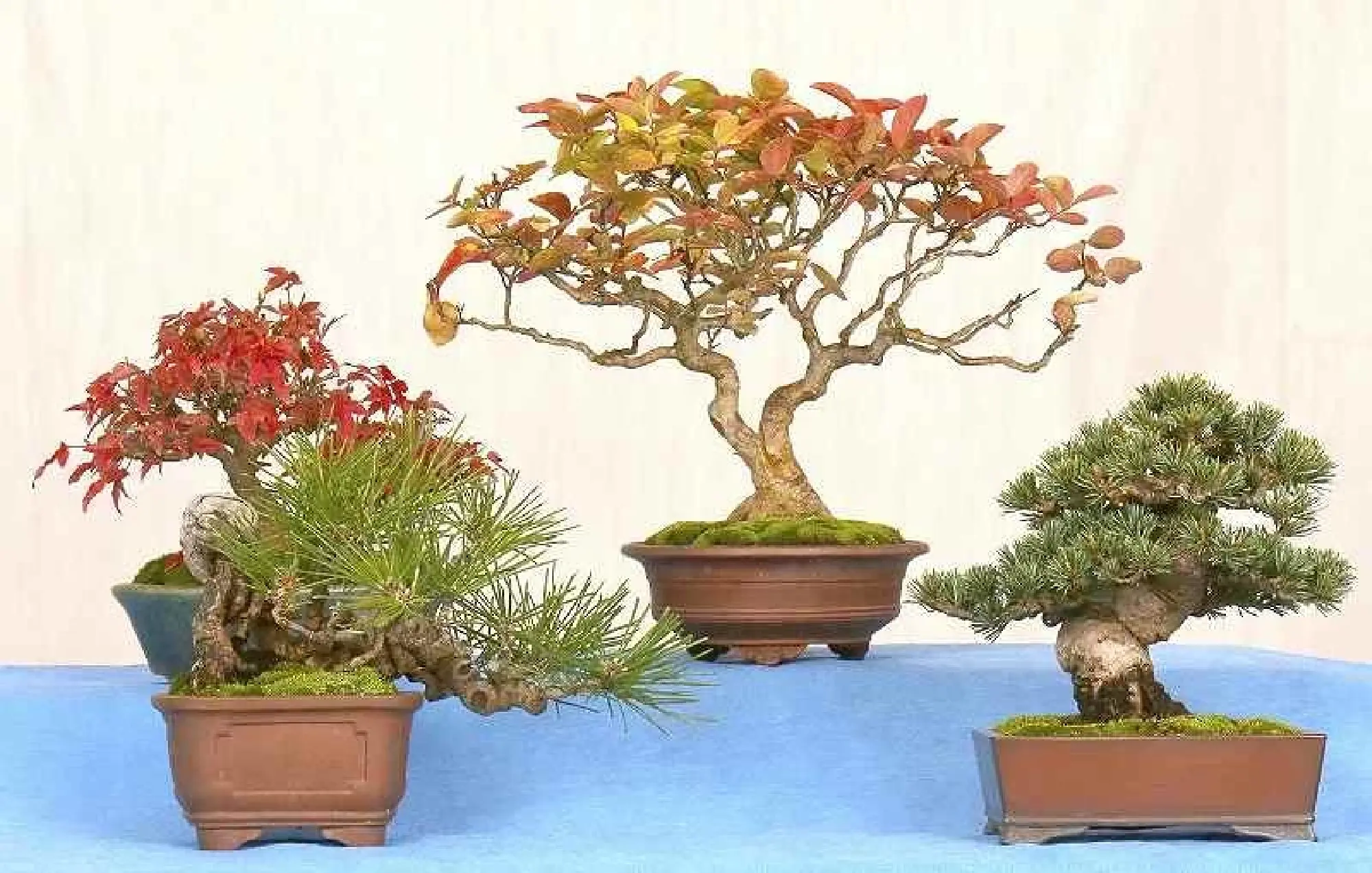 Minibonsai Delicate, with a powerful presence