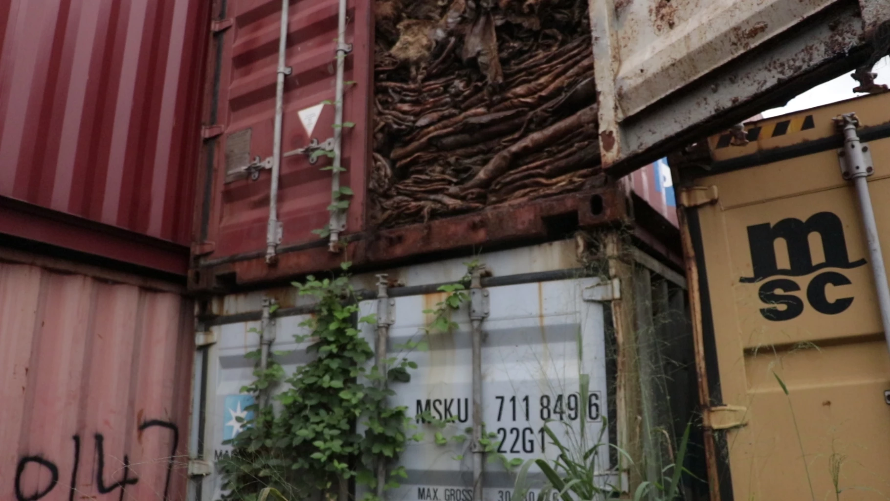 New Report Reveals Biosecurity Risks of Donkey Skin Trade