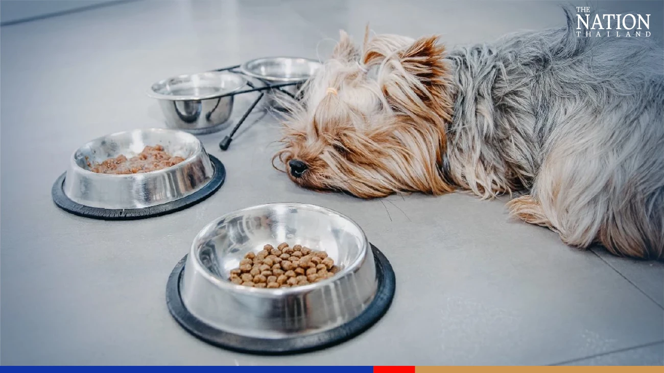 Thai pet food firms urged to sniff out ‘big opportunity’ in China