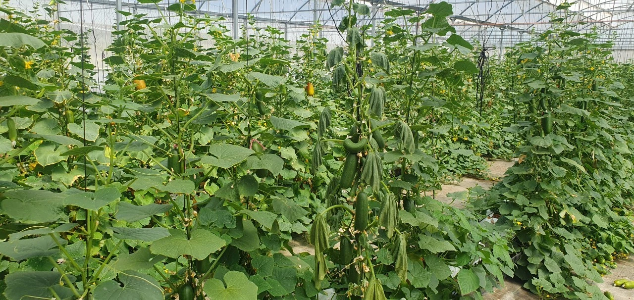 TISTR in talk with Sydney University’s Plant Breeding Institute for agricultural technology collaboration