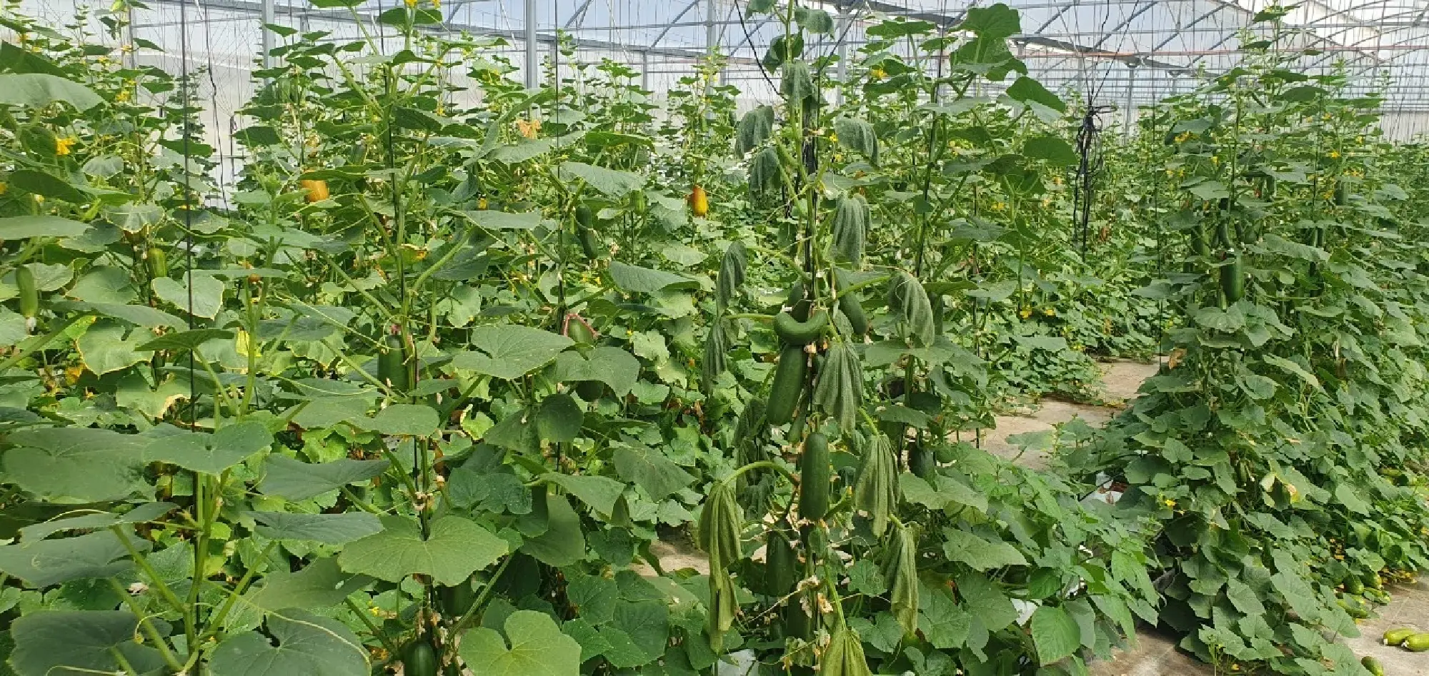 TISTR in talk with Sydney University’s Plant Breeding Institute for agricultural technology collaboration