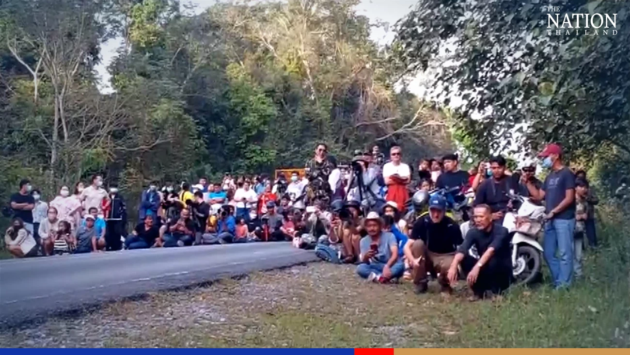 Strolling wild elephants bring traffic to a stop in Khao Yai