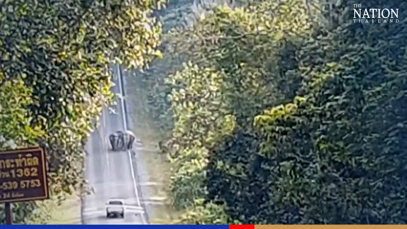 Strolling wild elephants bring traffic to a stop in Khao Yai