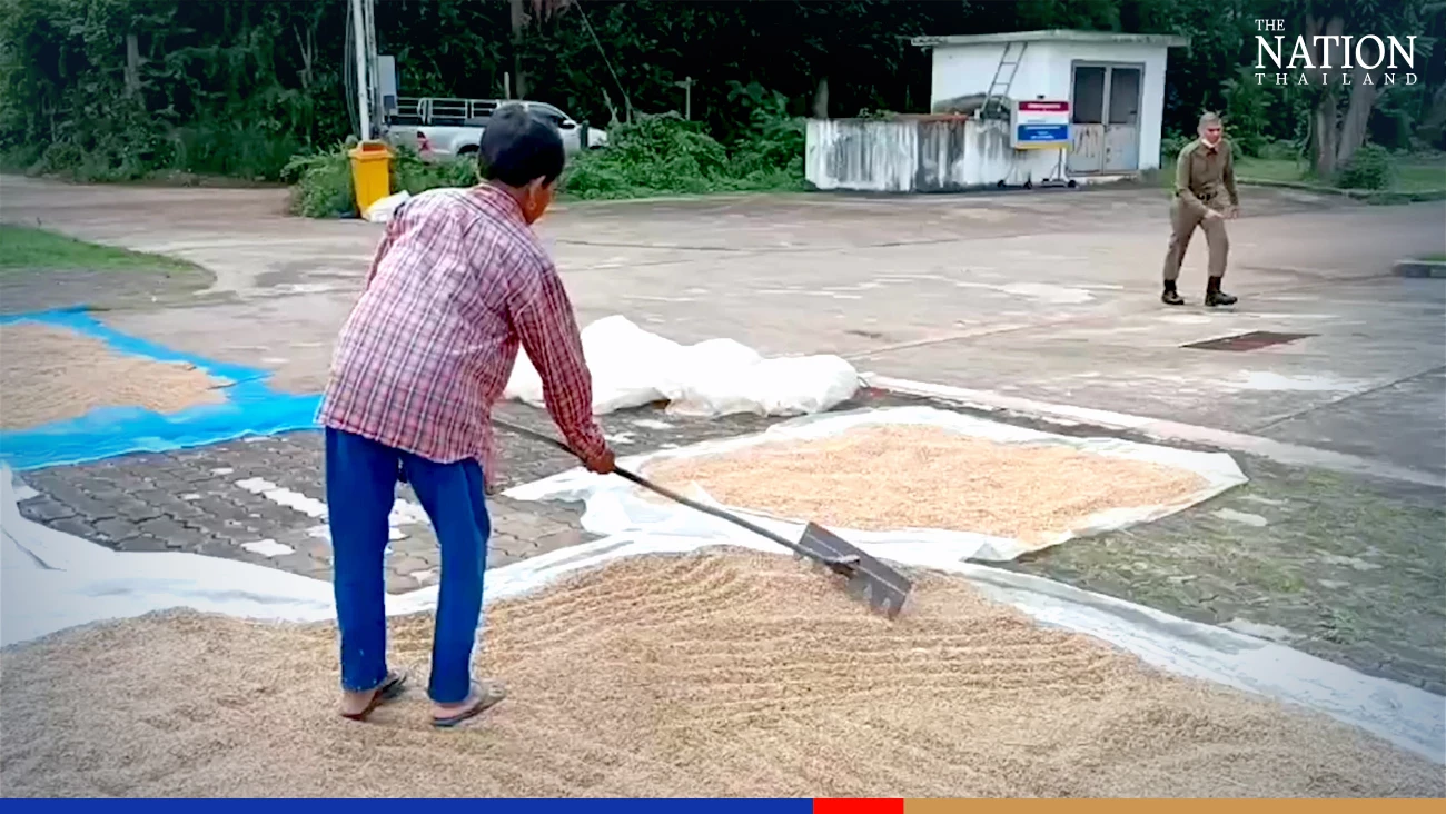 Korat farmers get free access to police station grounds to dry their paddy