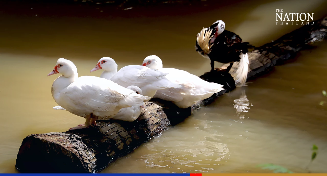 Pattani locals swap cars for boats as river overflows