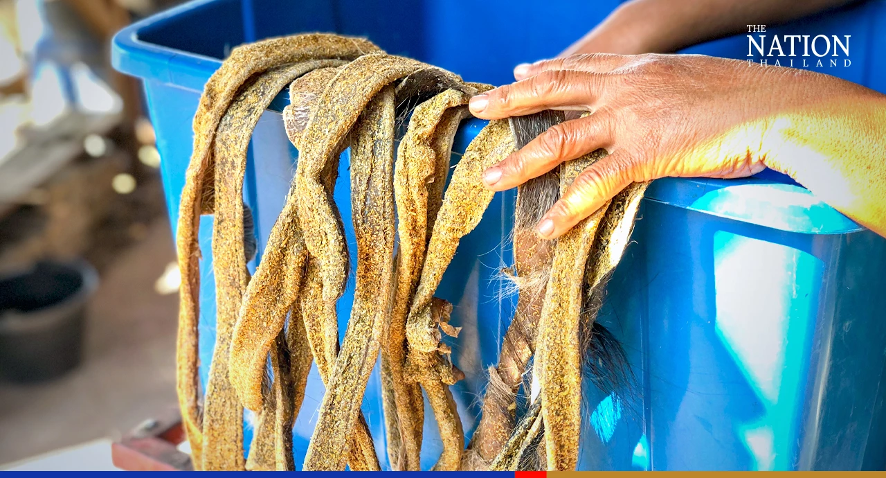 Cool season gives reprieve to buffalo-skin chefs in the Northeast