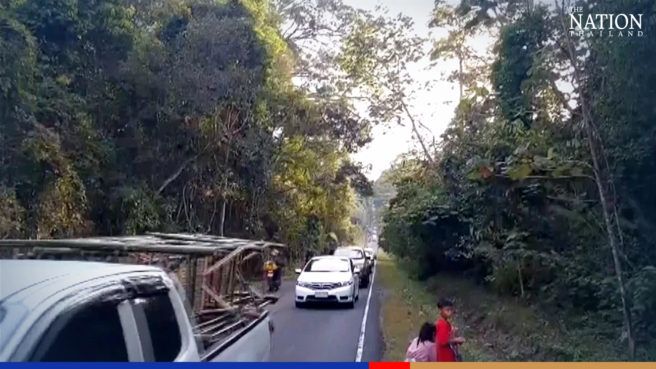 Strolling wild elephants bring traffic to a stop in Khao Yai