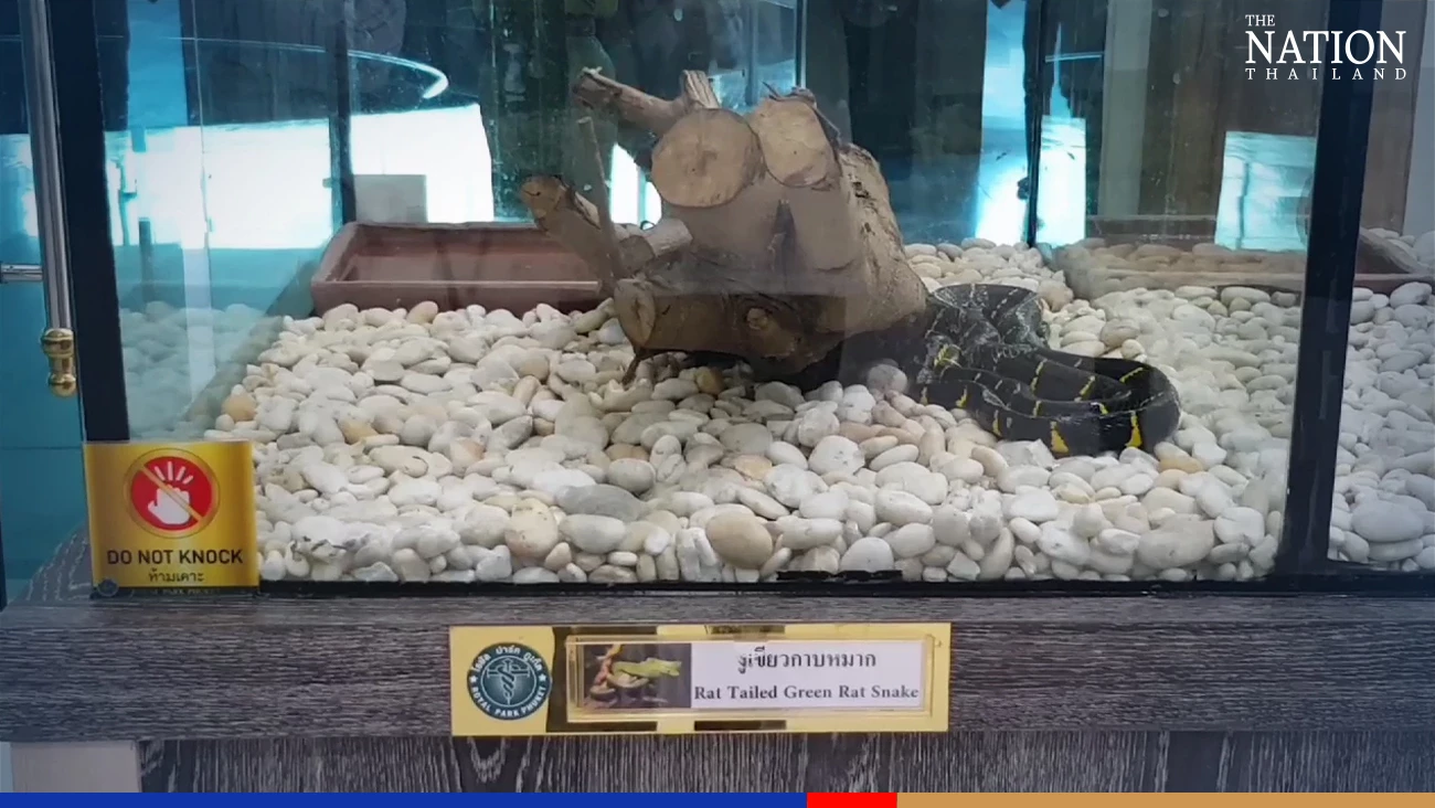 Live snakes seized in raids as triad crackdown expands to Phuket, police say