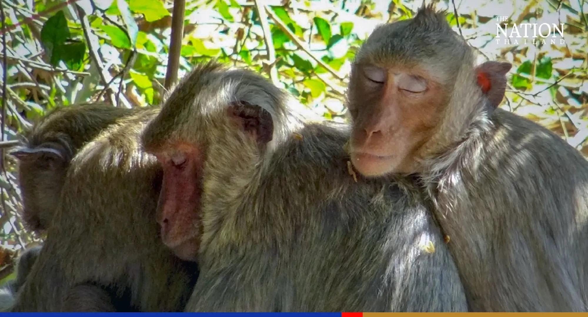 Russian visitors and furry natives chill out in Yasothon