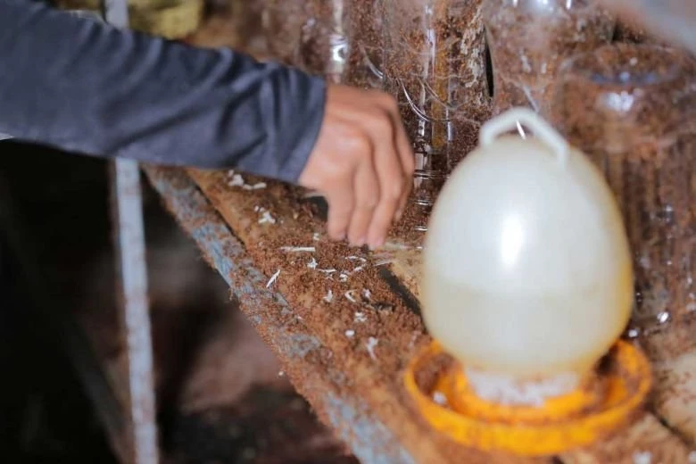 Ant farms maintained by Khem Sreymom in Phnom Penh’s Por Sen Chey district. Hong Menea
