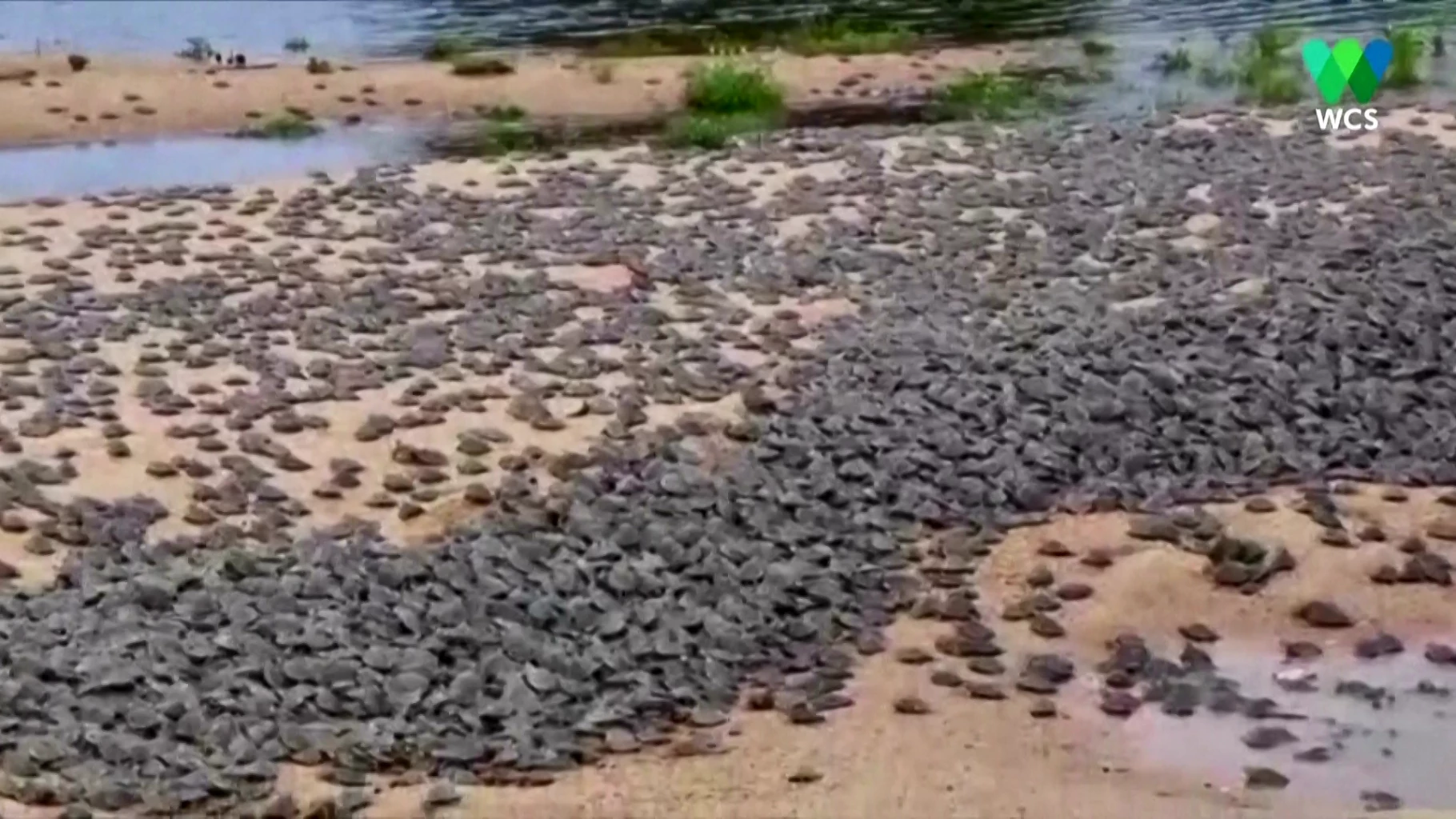 Take a peek at hundreds of thousands of baby turtles hatching!